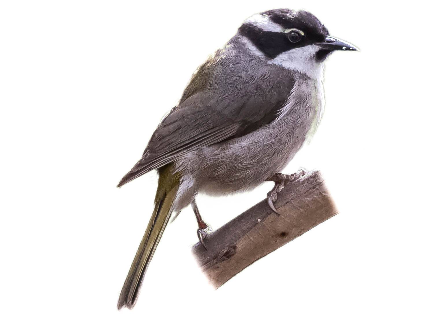 A photo of a Strong-billed Honeyeater (Melithreptus validirostris)