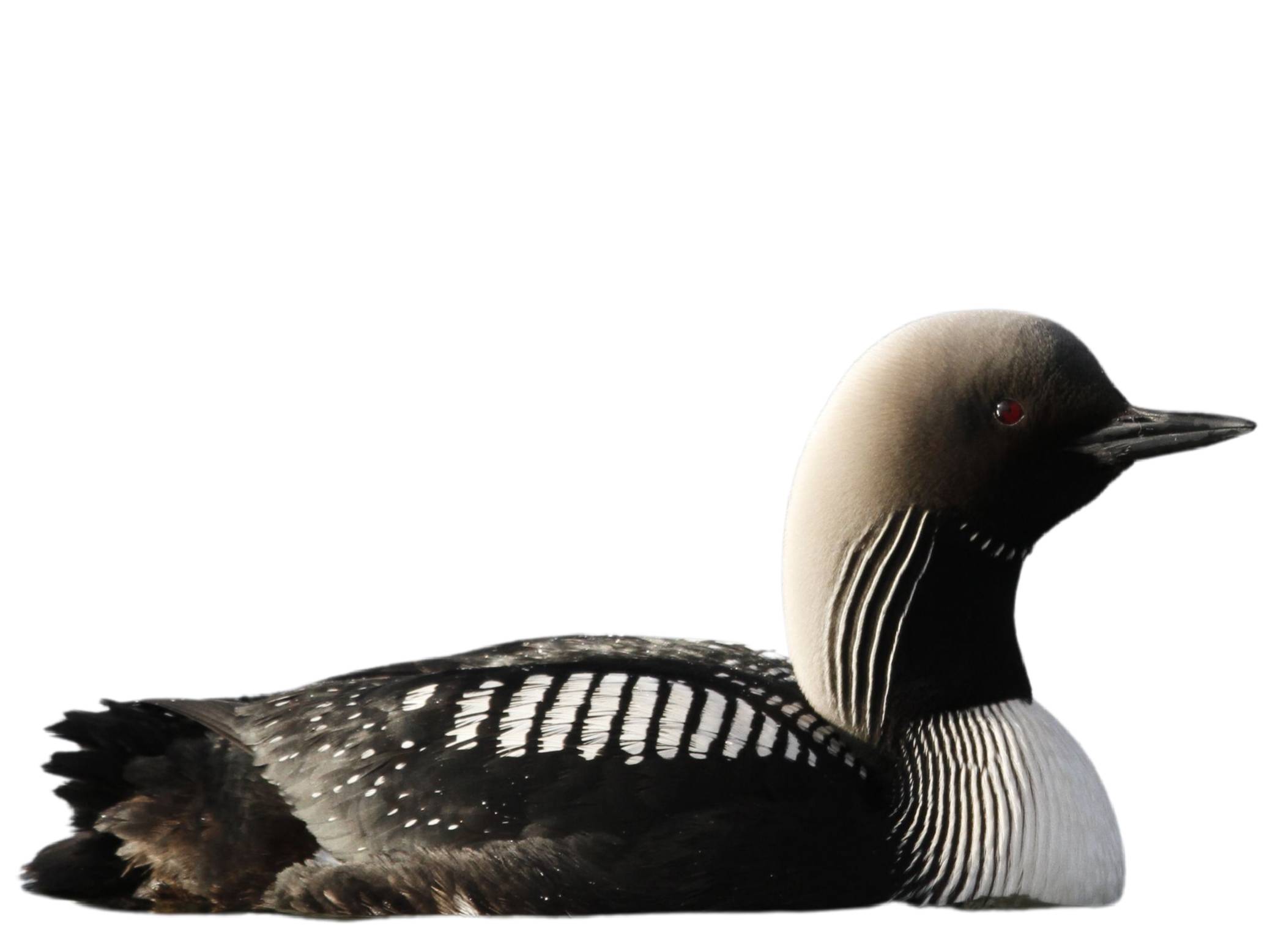 A photo of a Pacific Loon (Gavia pacifica)