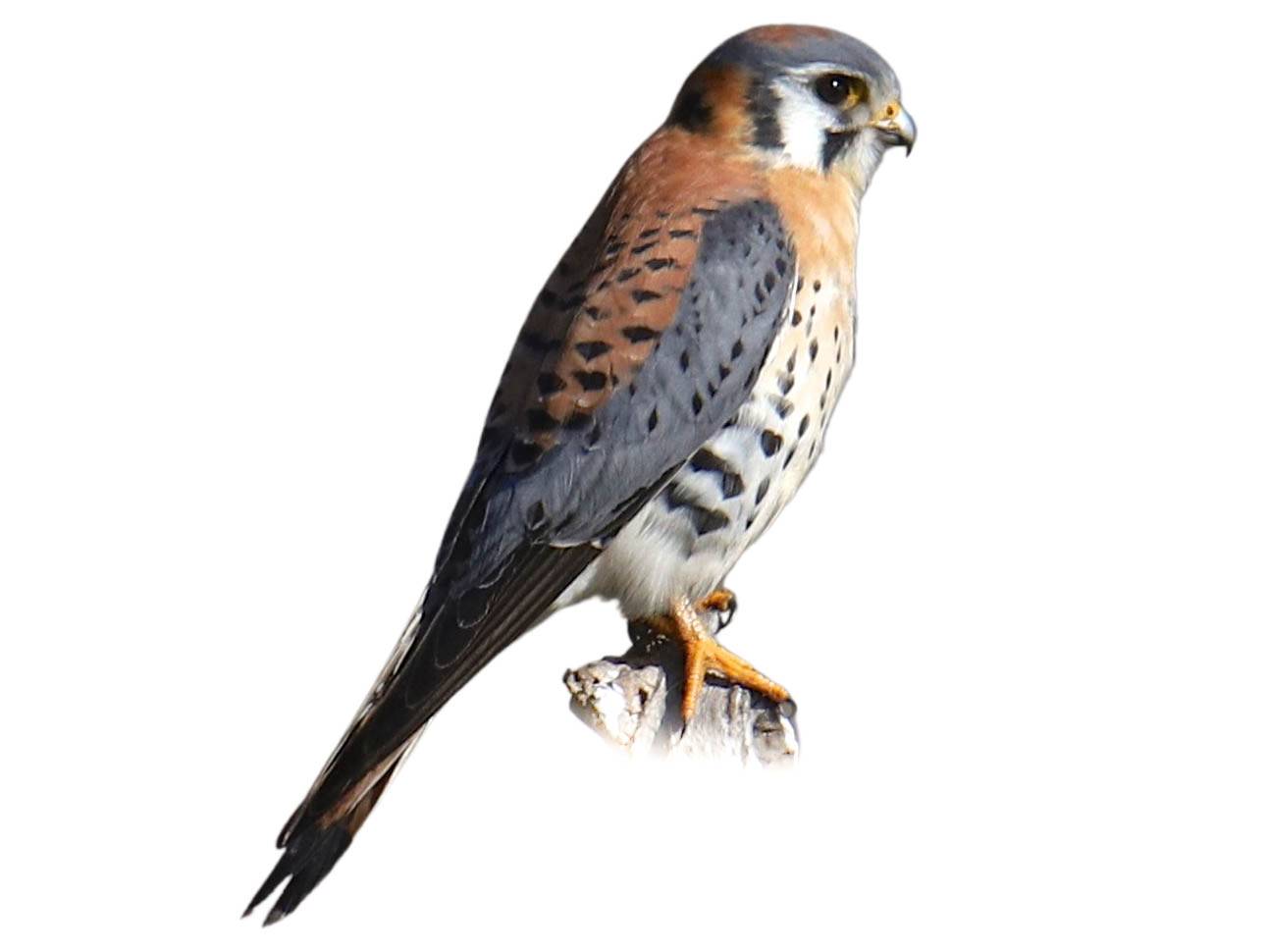 A photo of a American Kestrel (Falco sparverius), male