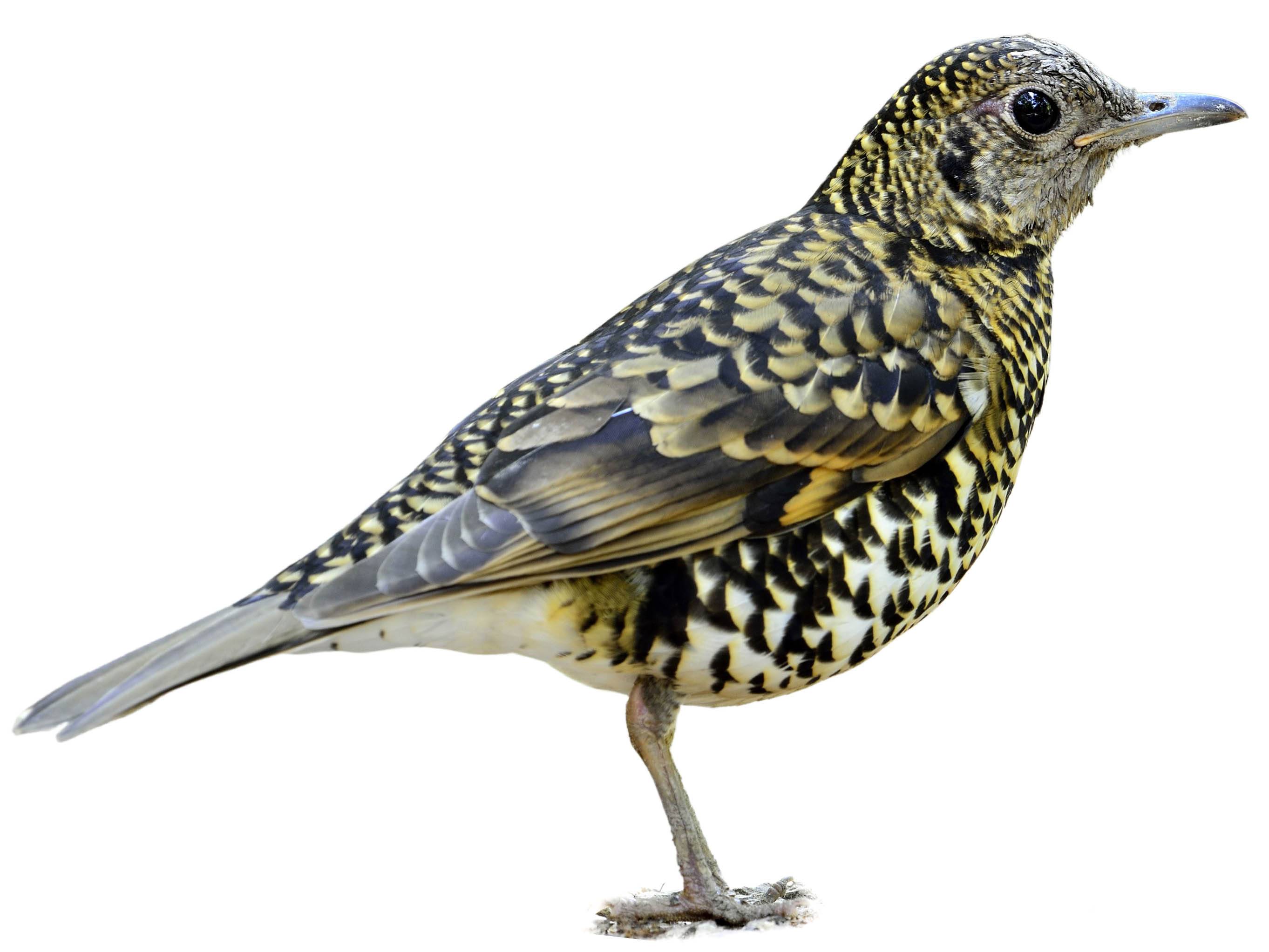 A photo of a White's Thrush (Zoothera aurea)