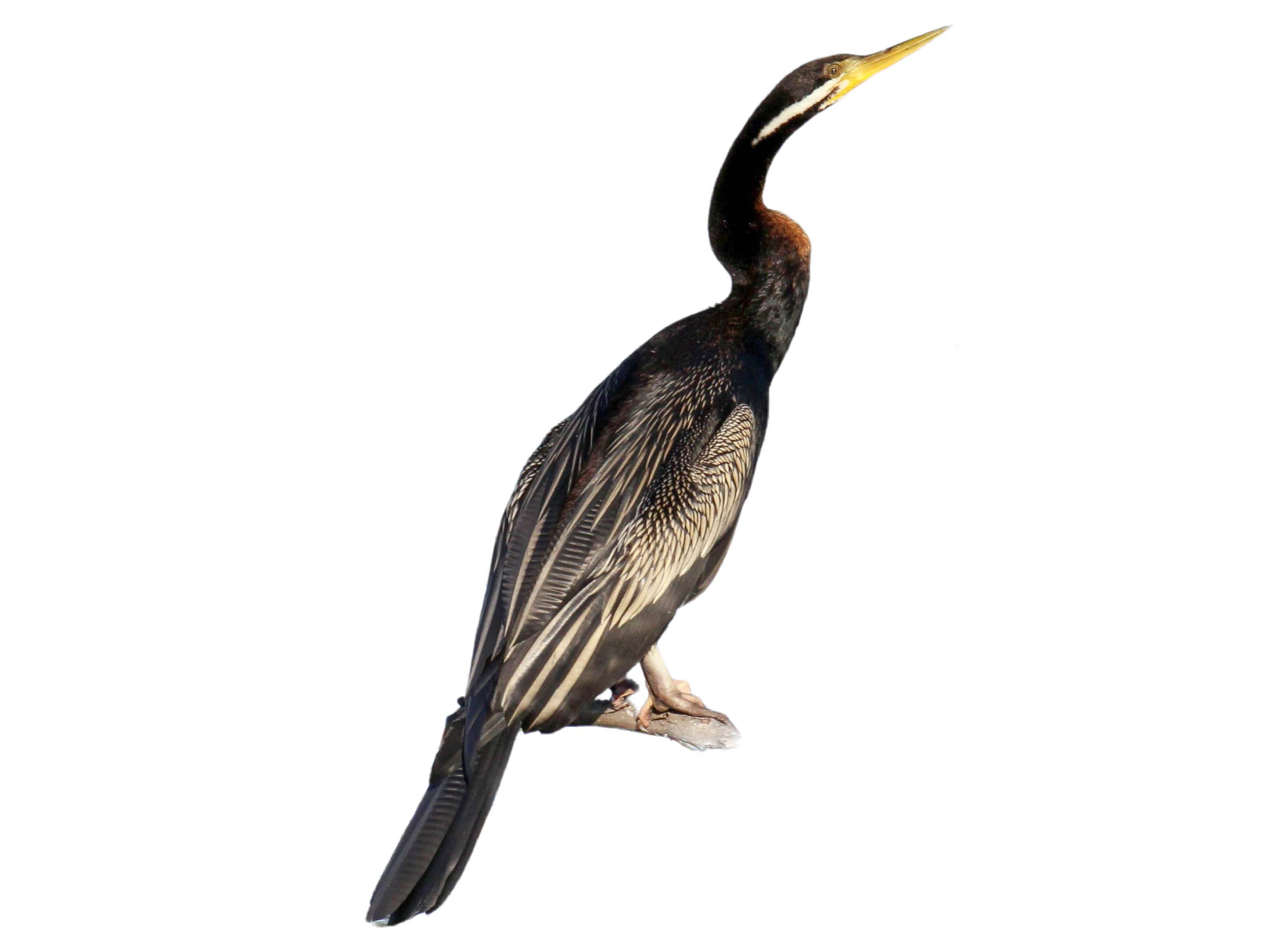 A photo of a Australasian Darter (Anhinga novaehollandiae), male