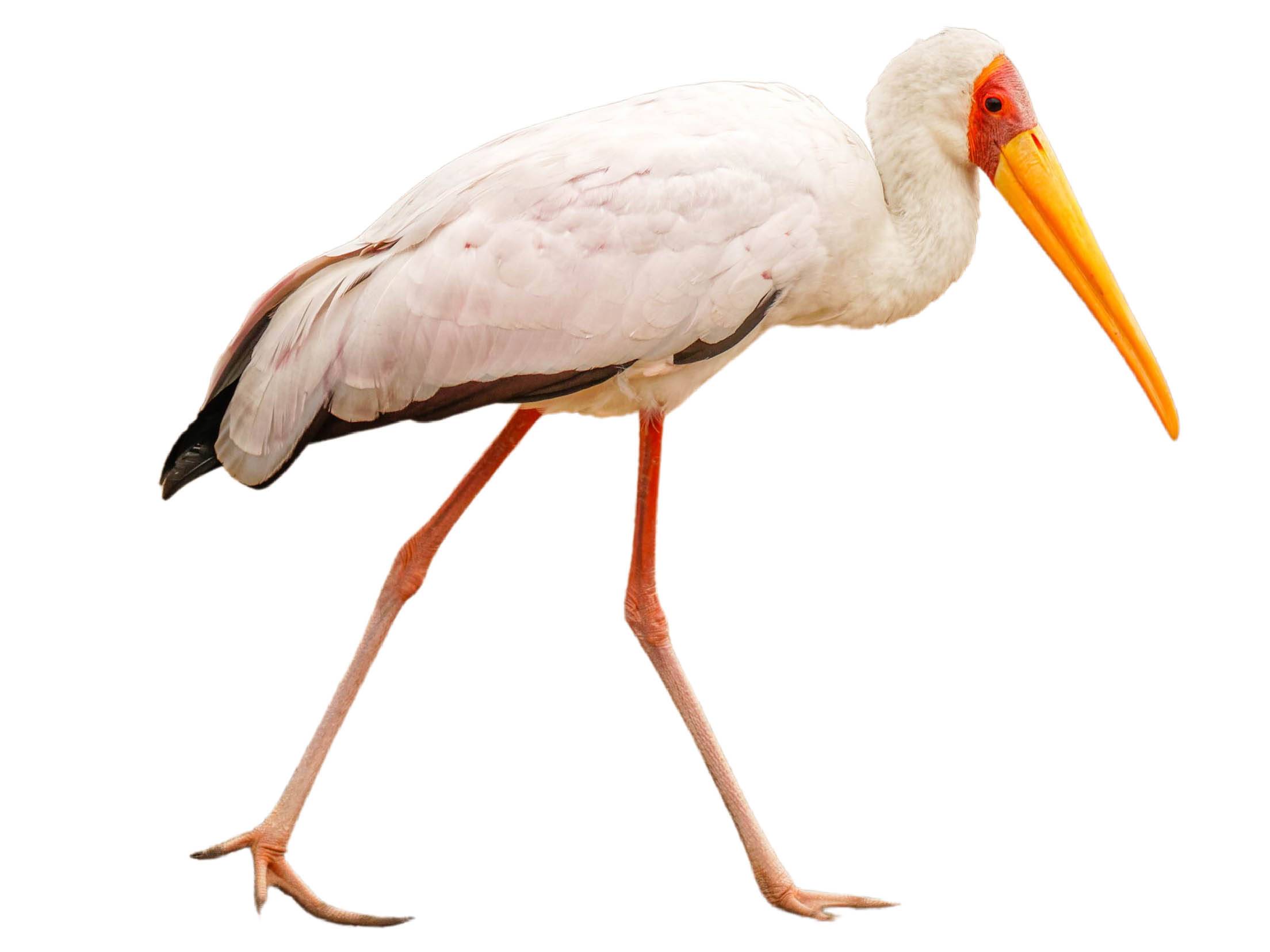 A photo of a Yellow-billed Stork (Mycteria ibis)