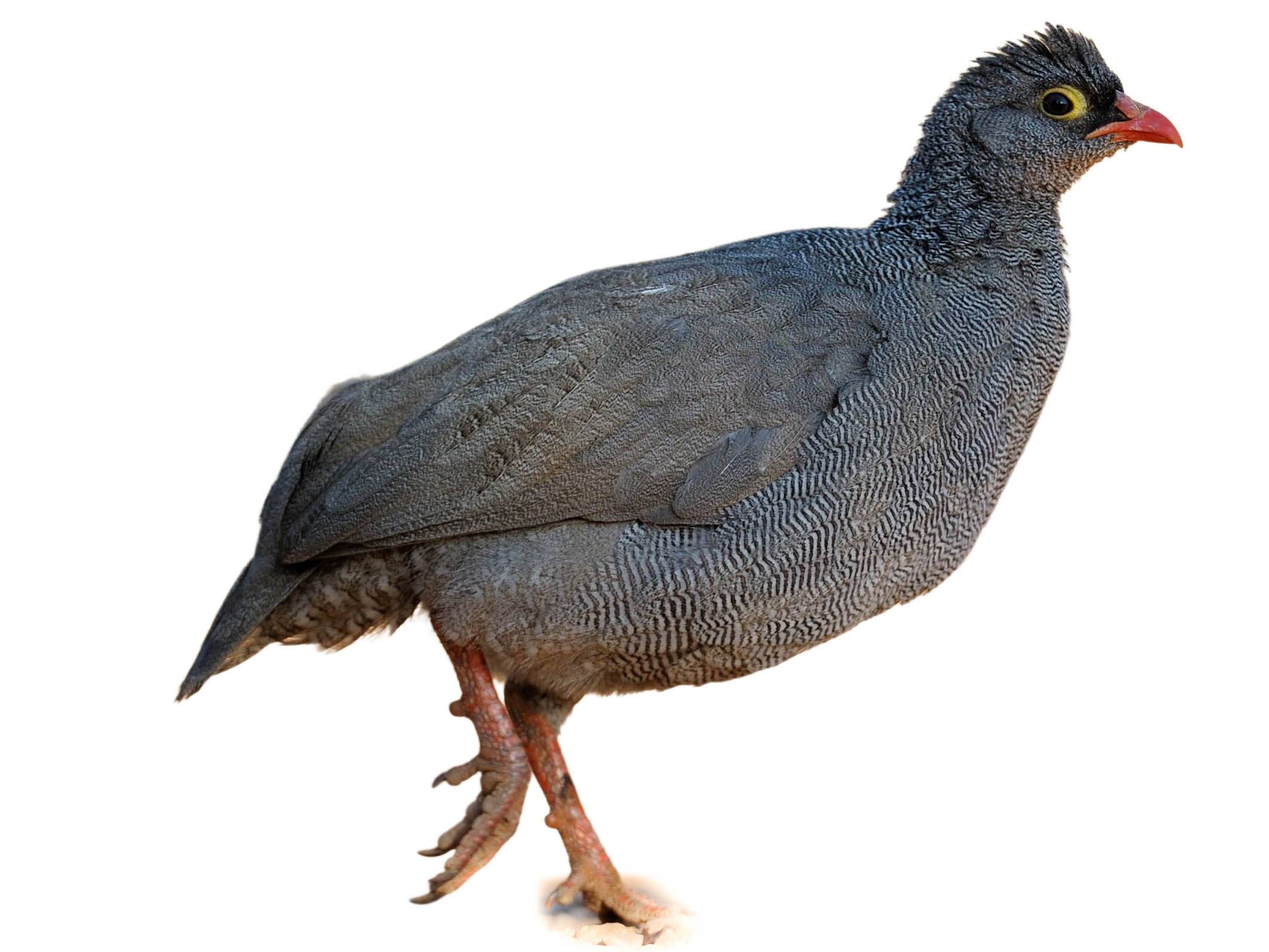 A photo of a Red-billed Spurfowl (Pternistis adspersus)