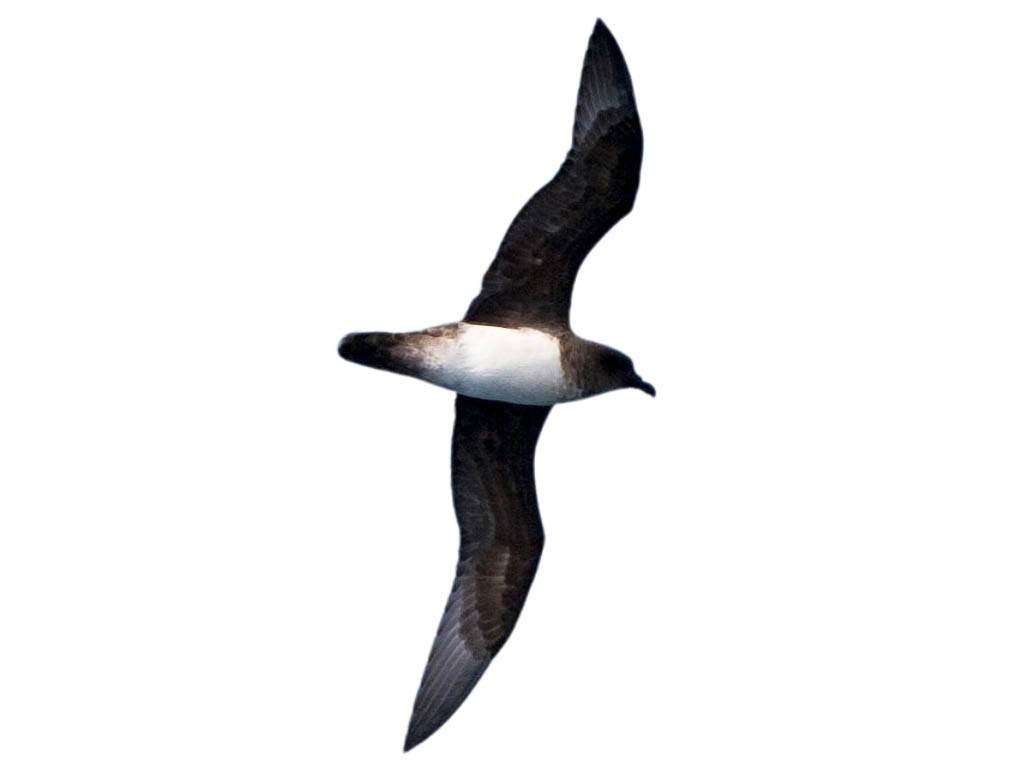 A photo of a Atlantic Petrel (Pterodroma incerta)