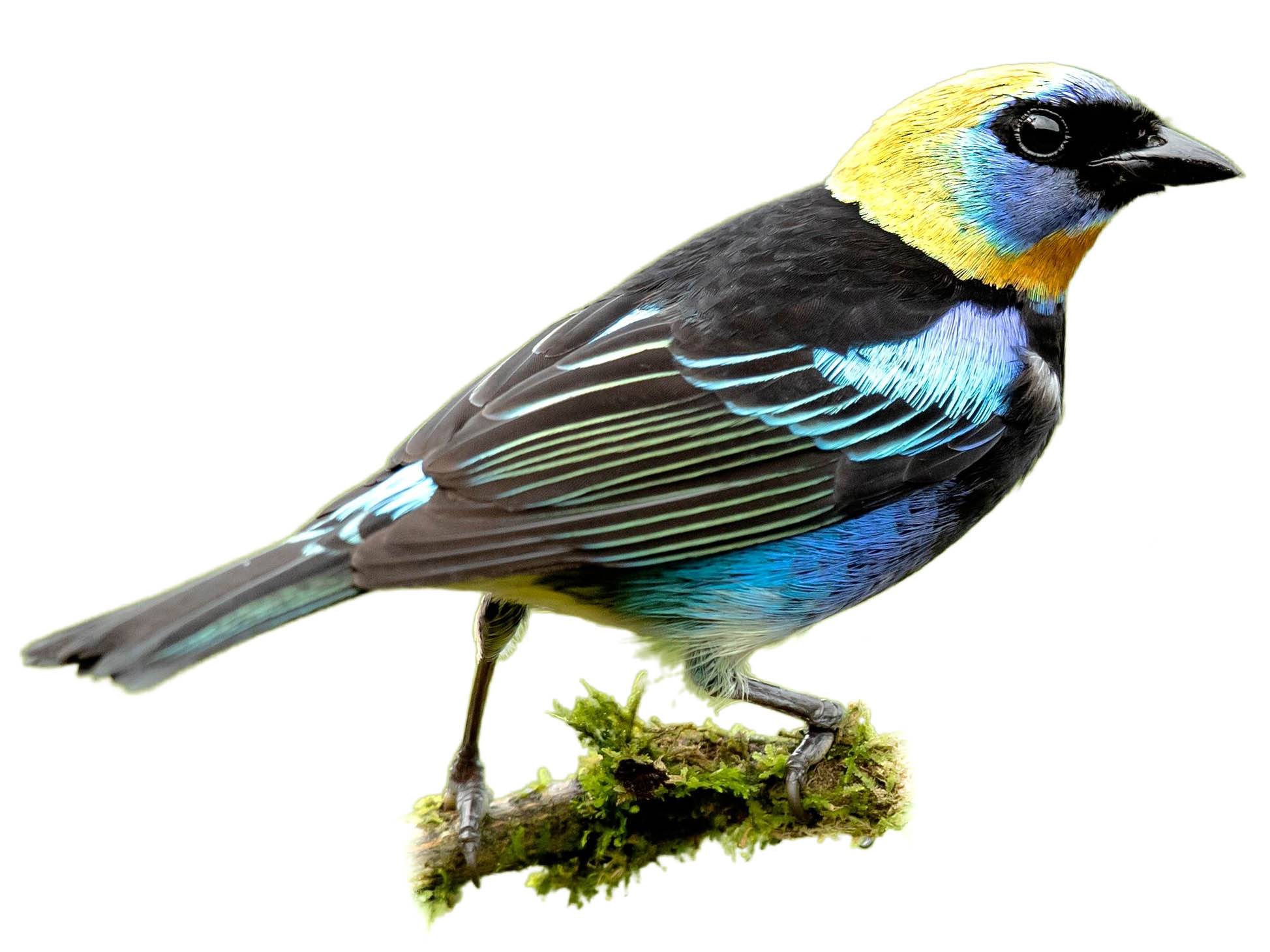 A photo of a Golden-hooded Tanager (Stilpnia larvata)