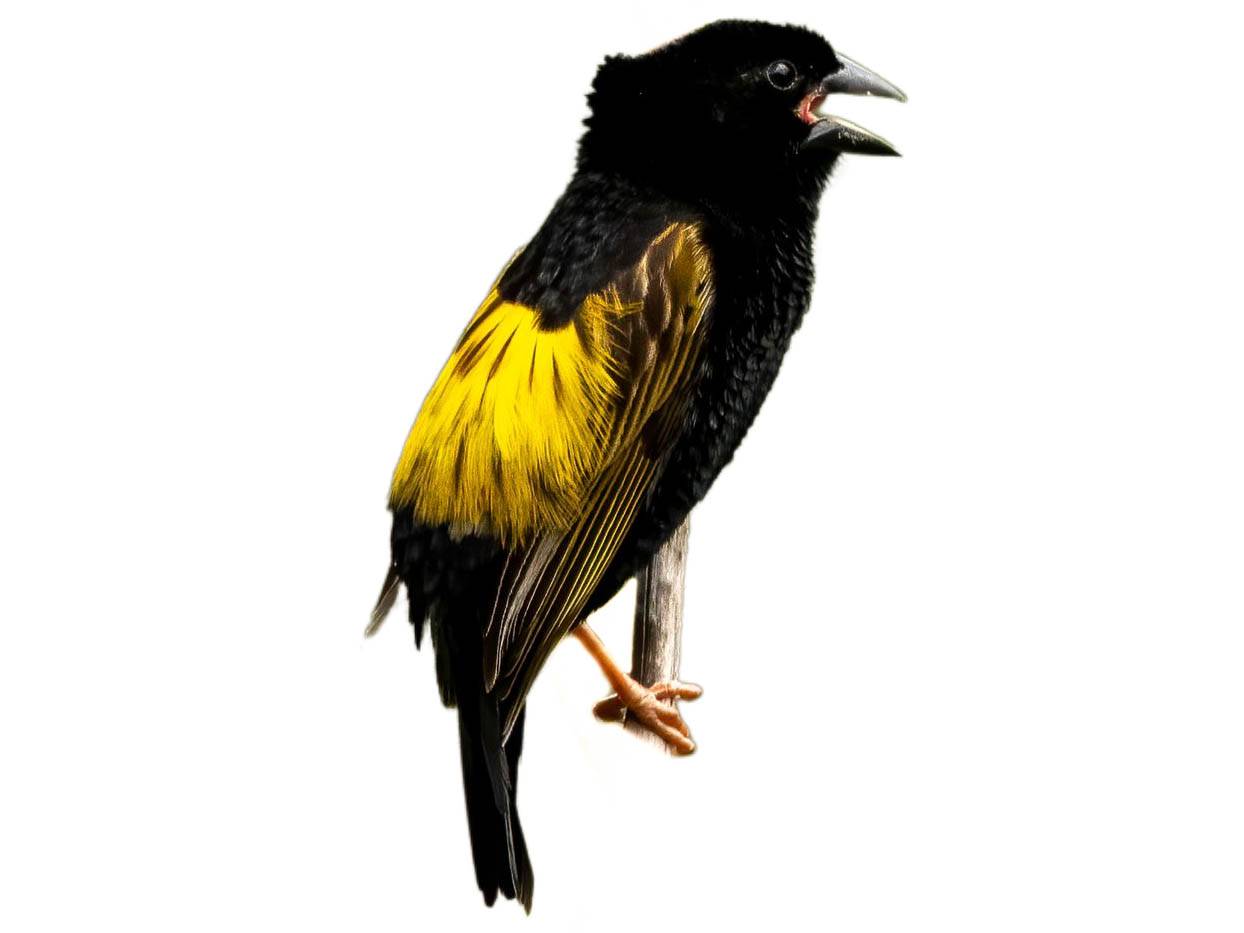 A photo of a Yellow Bishop (Euplectes capensis), male