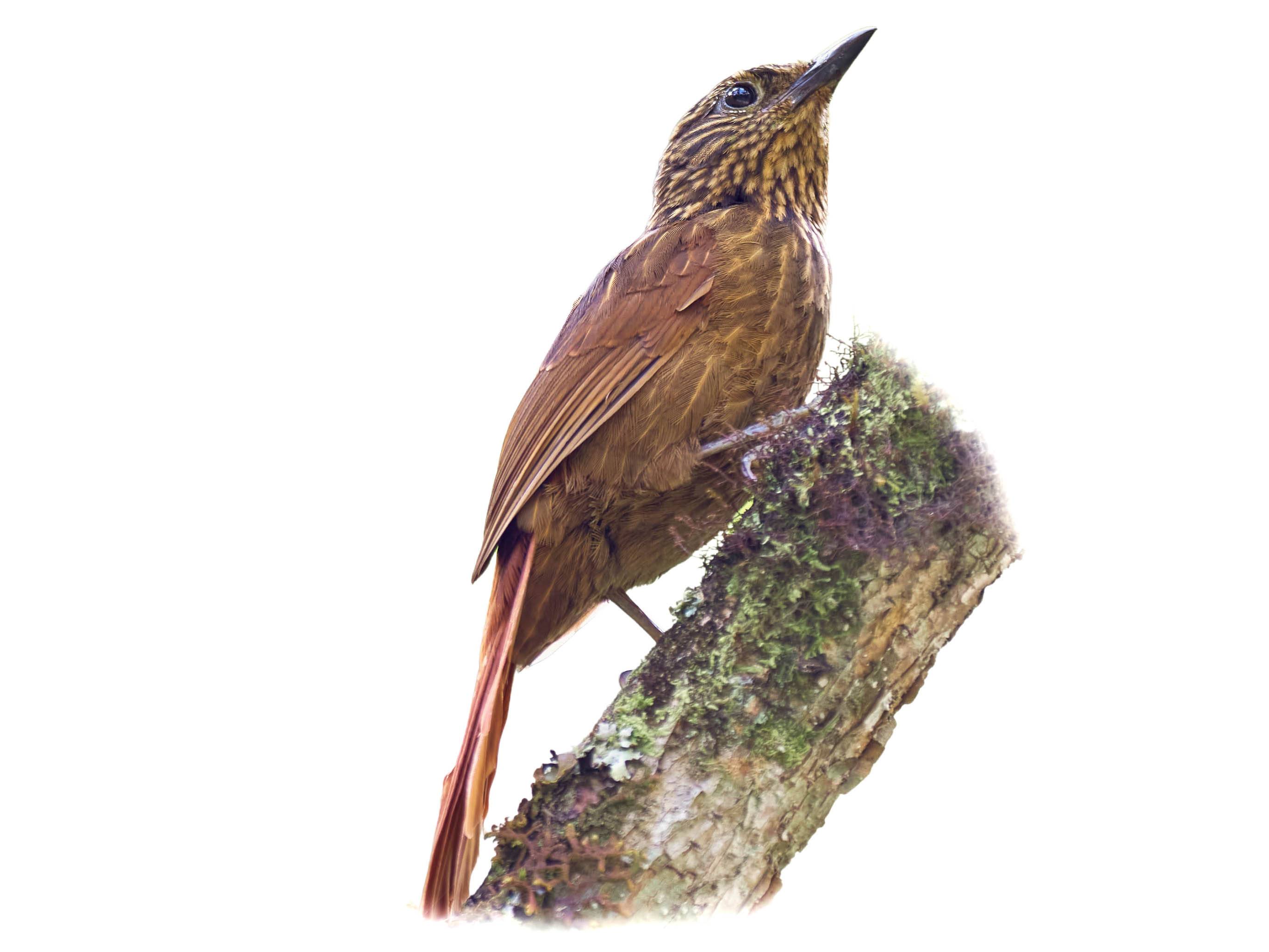 A photo of a Striped Treehunter (Thripadectes holostictus)