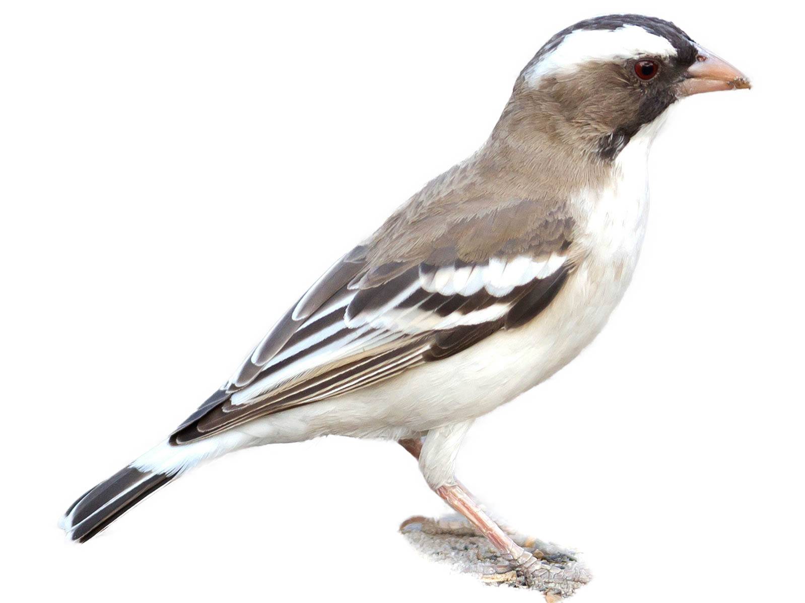 A photo of a White-browed Sparrow-Weaver (Plocepasser mahali)