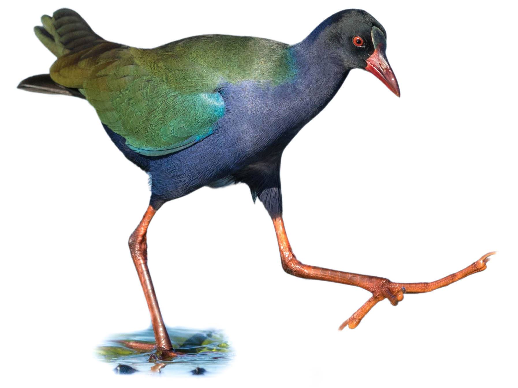 A photo of a Allen's Gallinule (Porphyrio alleni)