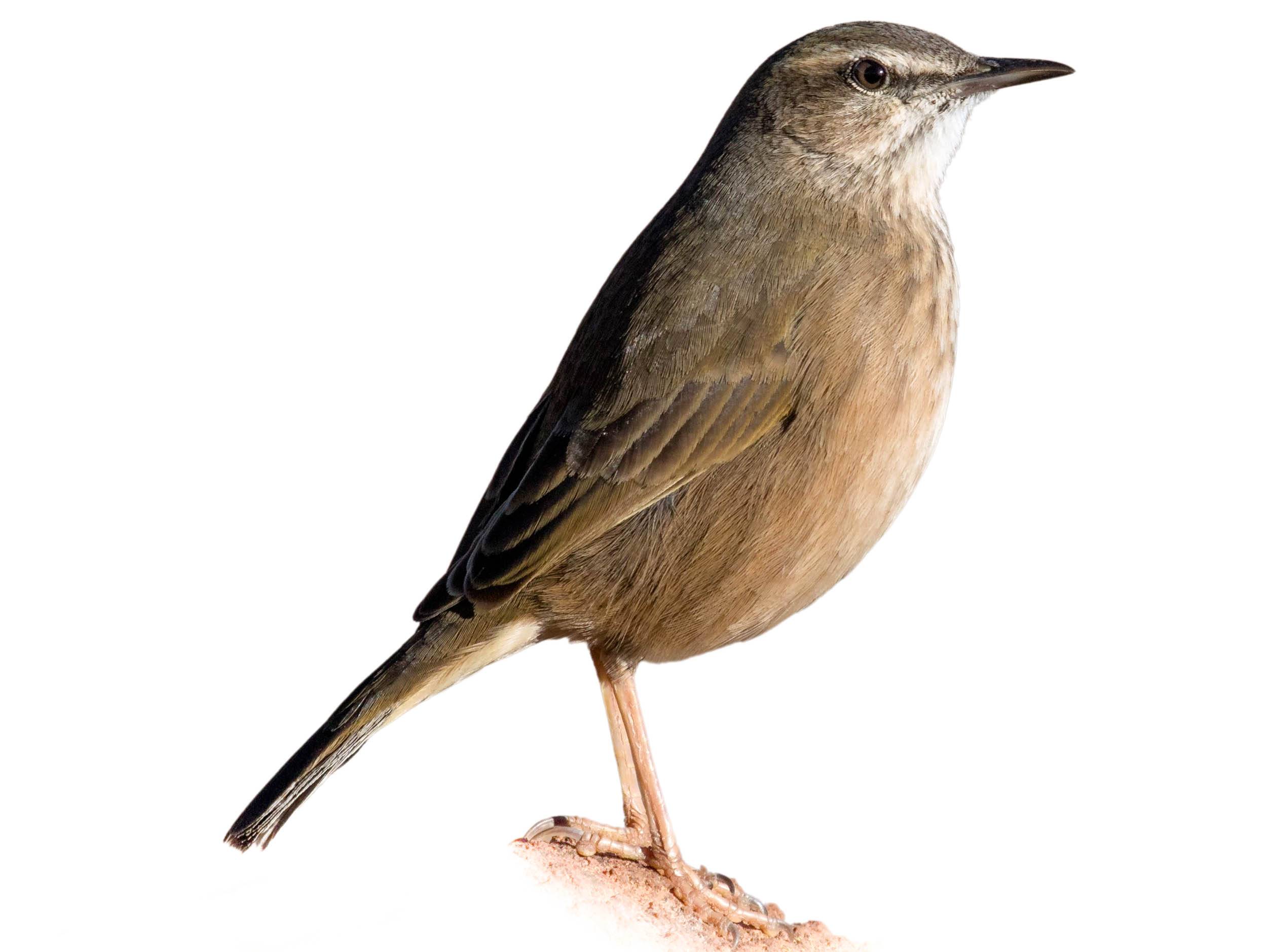 A photo of a African Rock Pipit (Anthus crenatus)