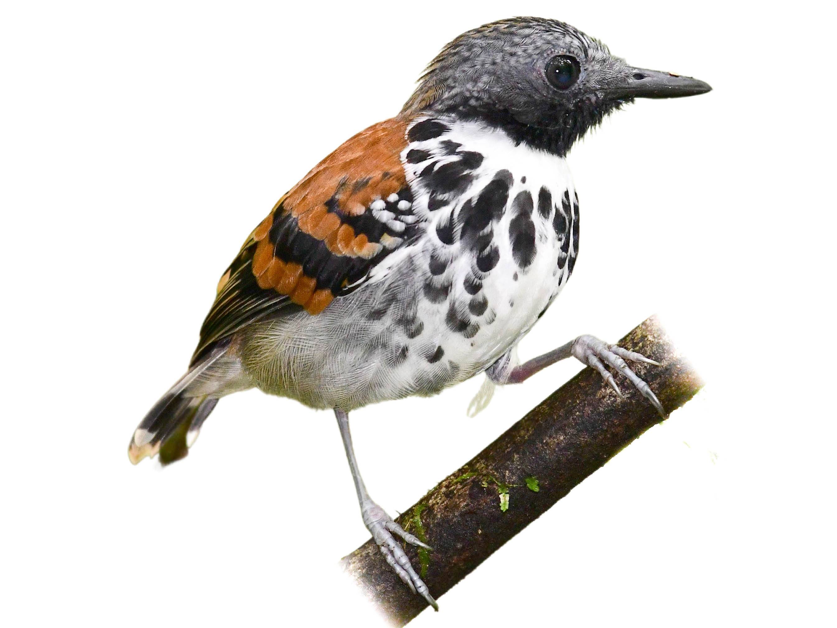 A photo of a Spotted Antbird (Hylophylax naevioides)