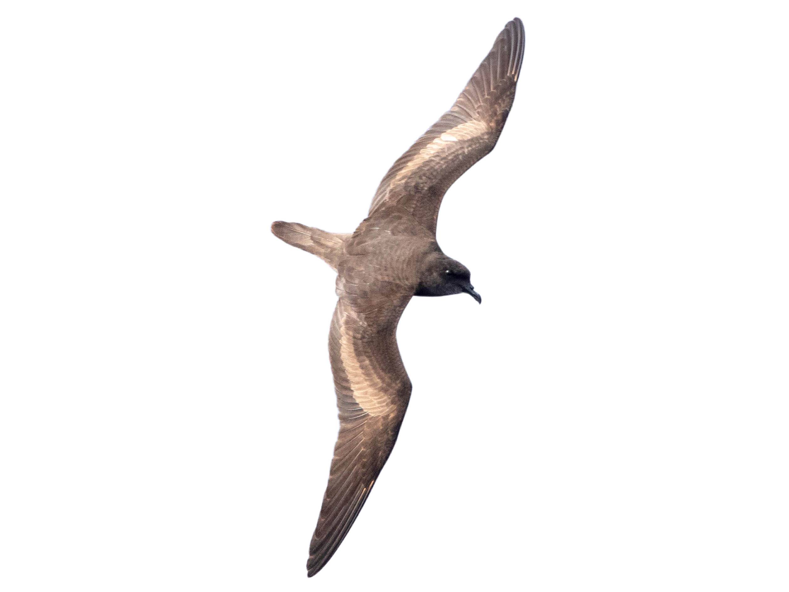 A photo of a Bulwer's Petrel (Bulweria bulwerii)