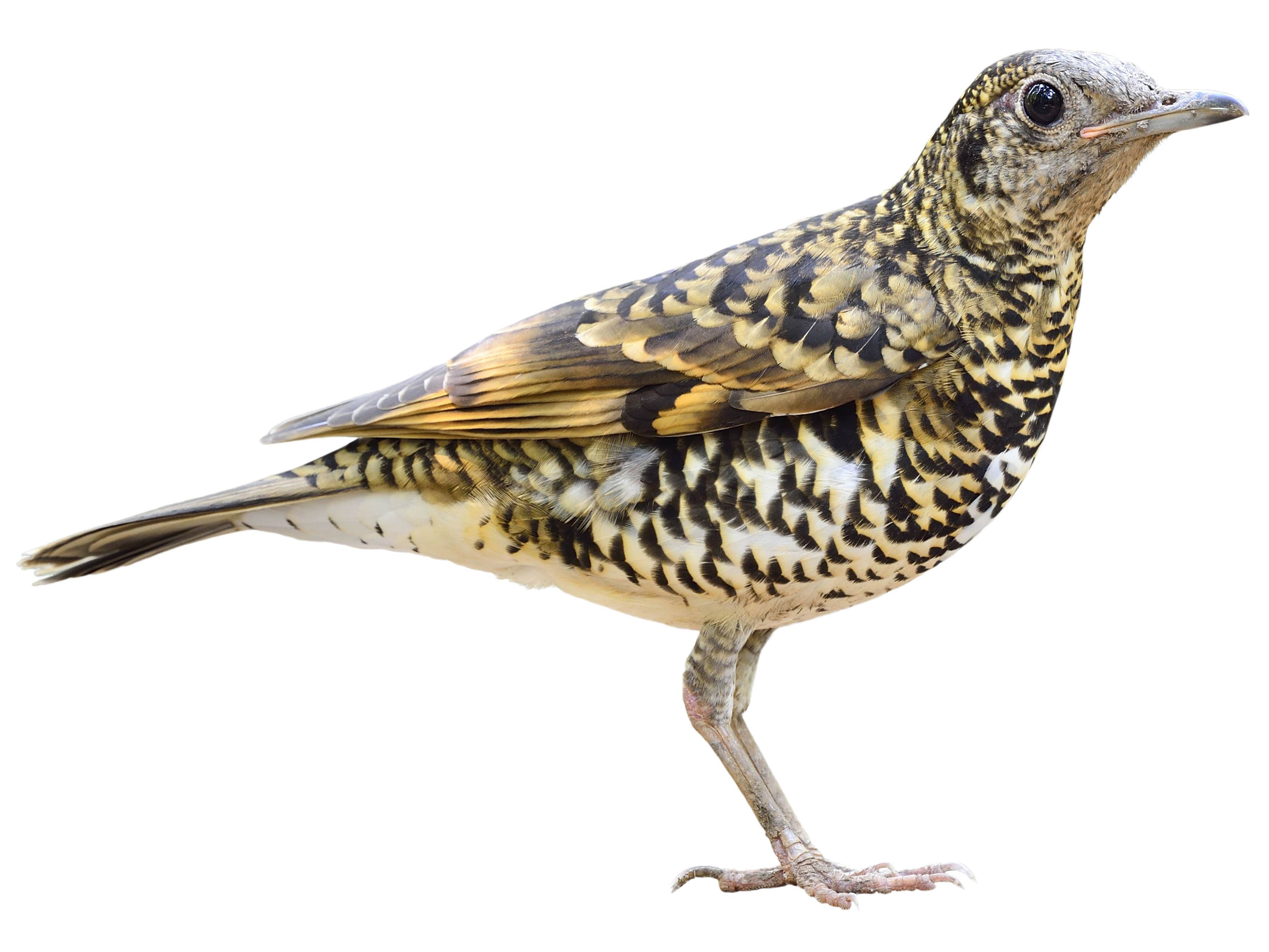 A photo of a Scaly Thrush (Zoothera dauma)