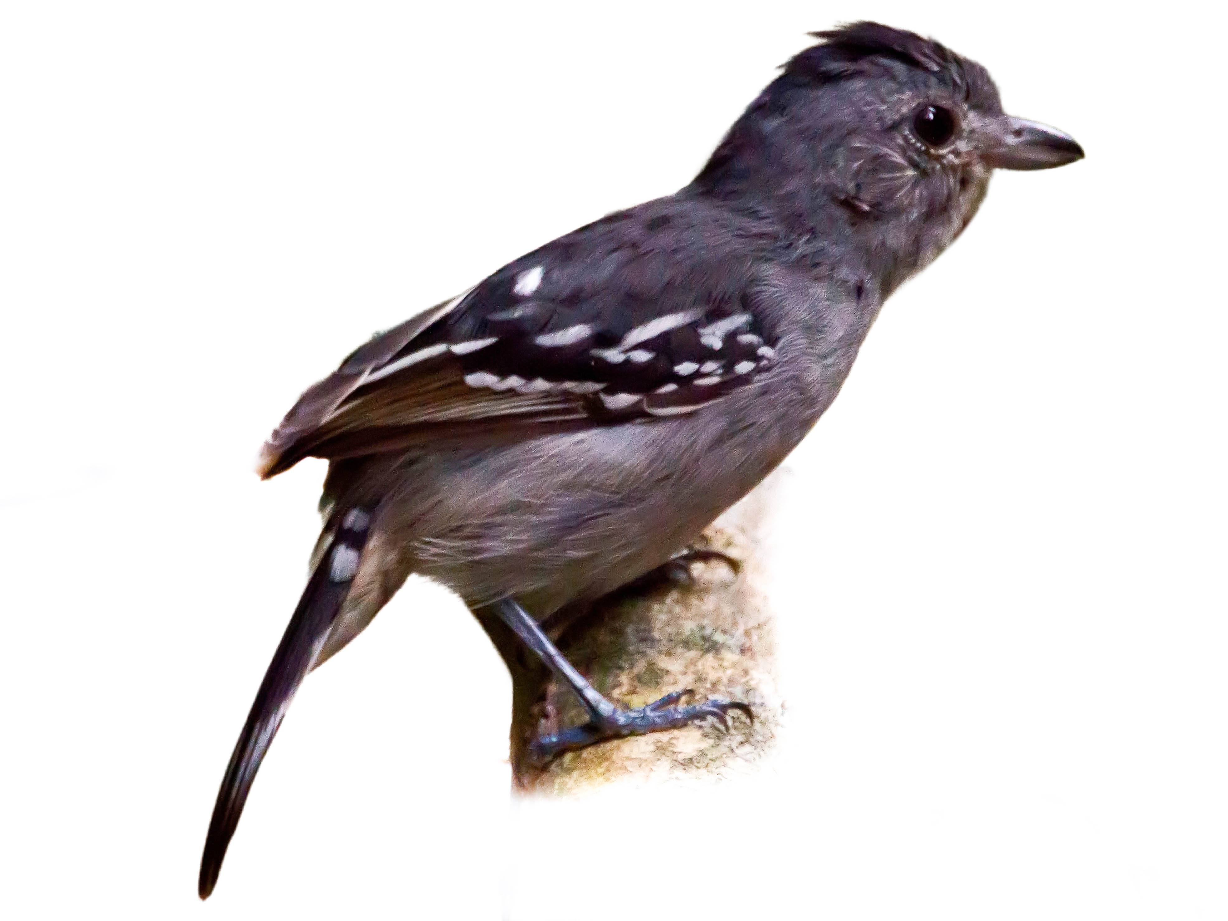 A photo of a Sooretama Slaty Antshrike (Thamnophilus ambiguus), male