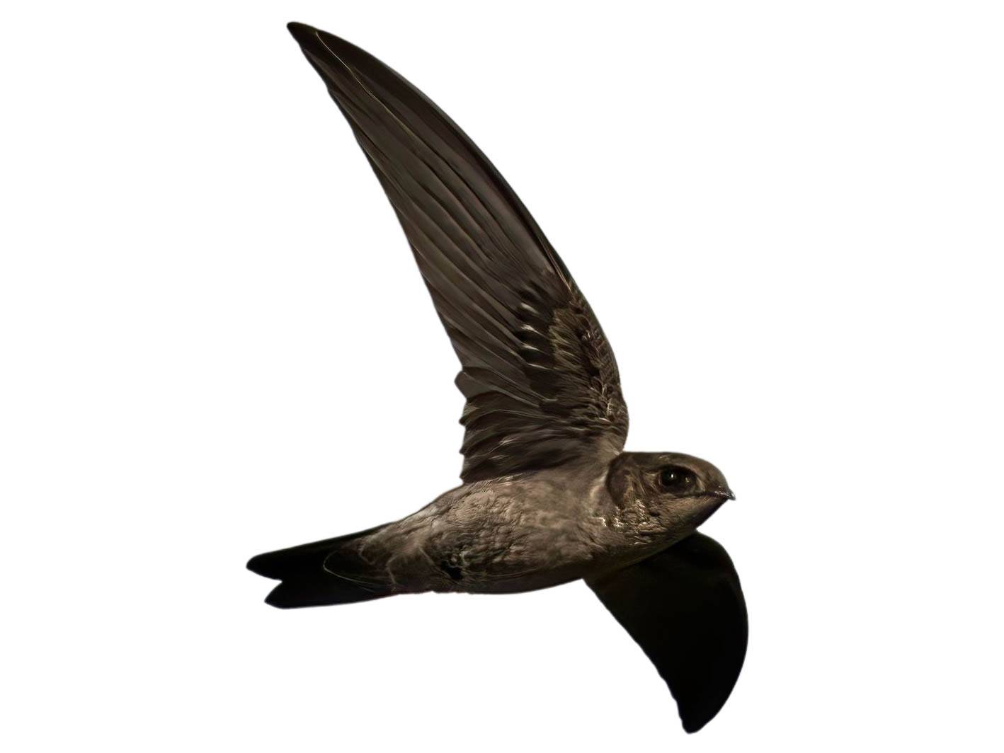 Himalayan Swiftlet (Aerodramus brevirostris) identification - Birda