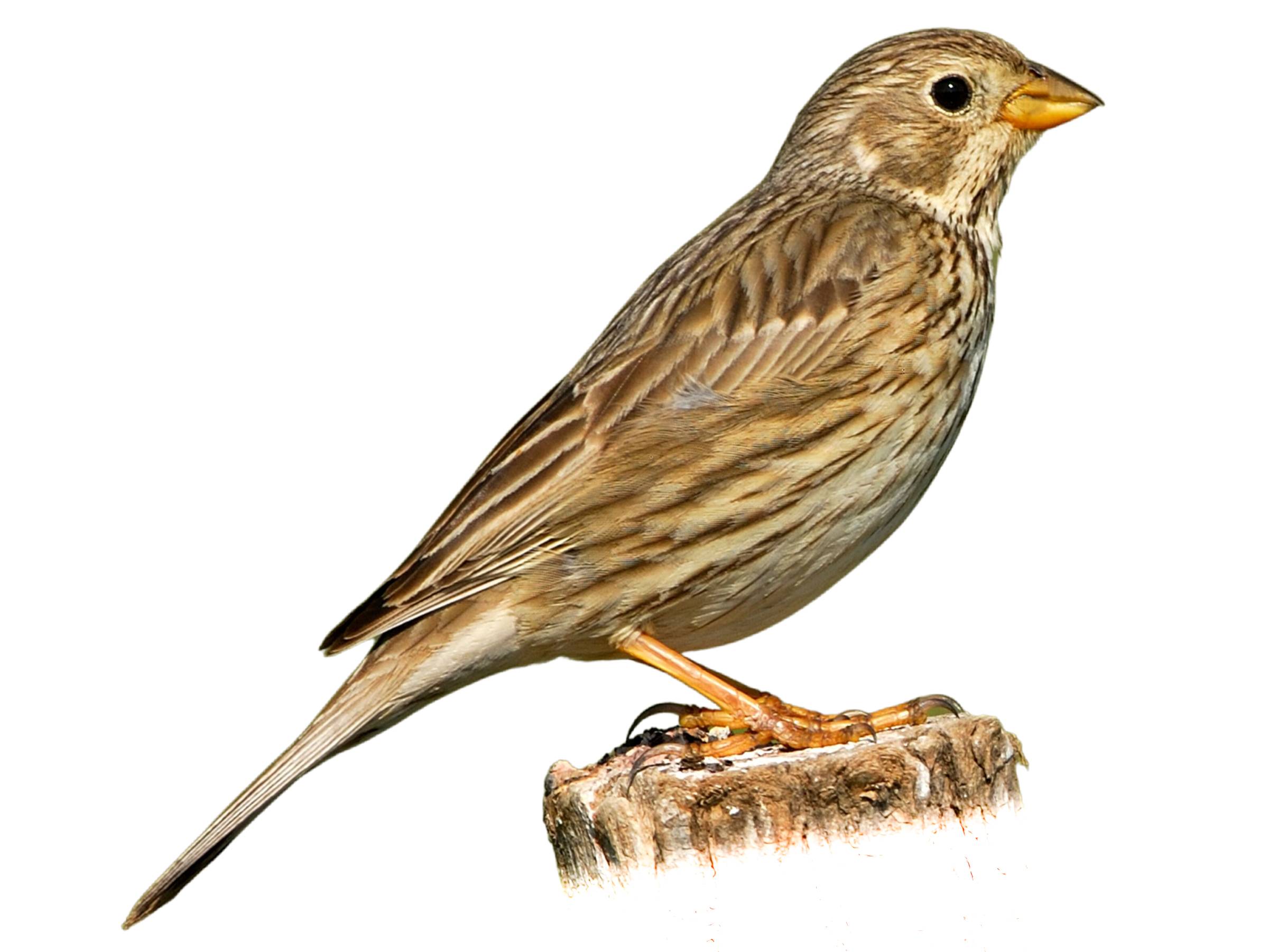 A photo of a Corn Bunting (Emberiza calandra)