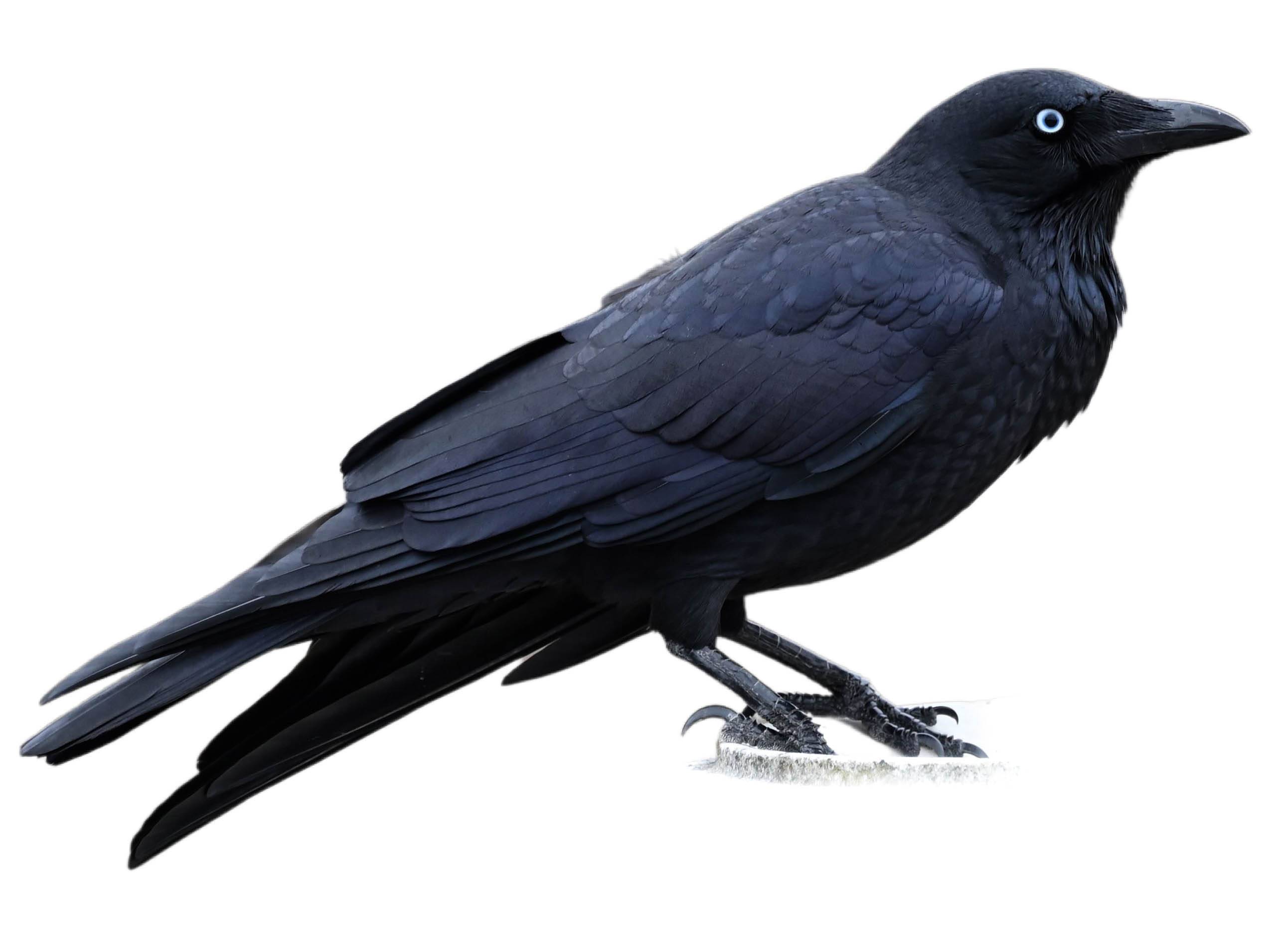 A photo of a Little Raven (Corvus mellori)