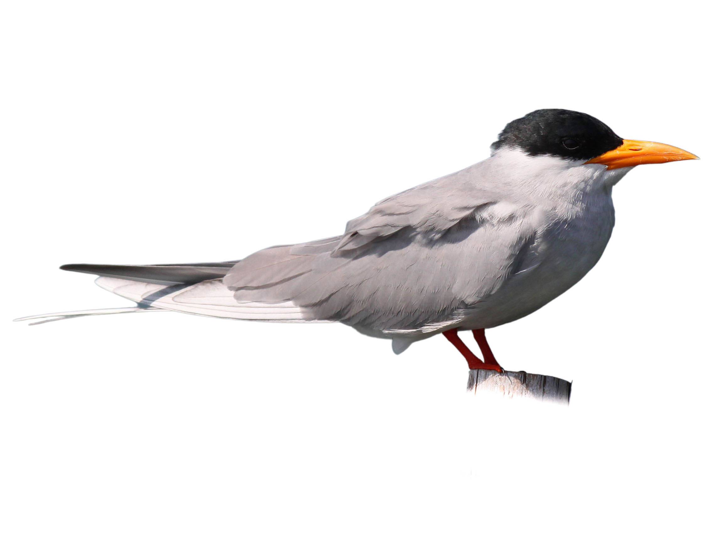 A photo of a River Tern (Sterna aurantia)