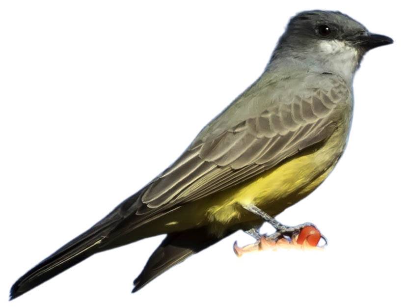 A photo of a Cassin's Kingbird (Tyrannus vociferans)