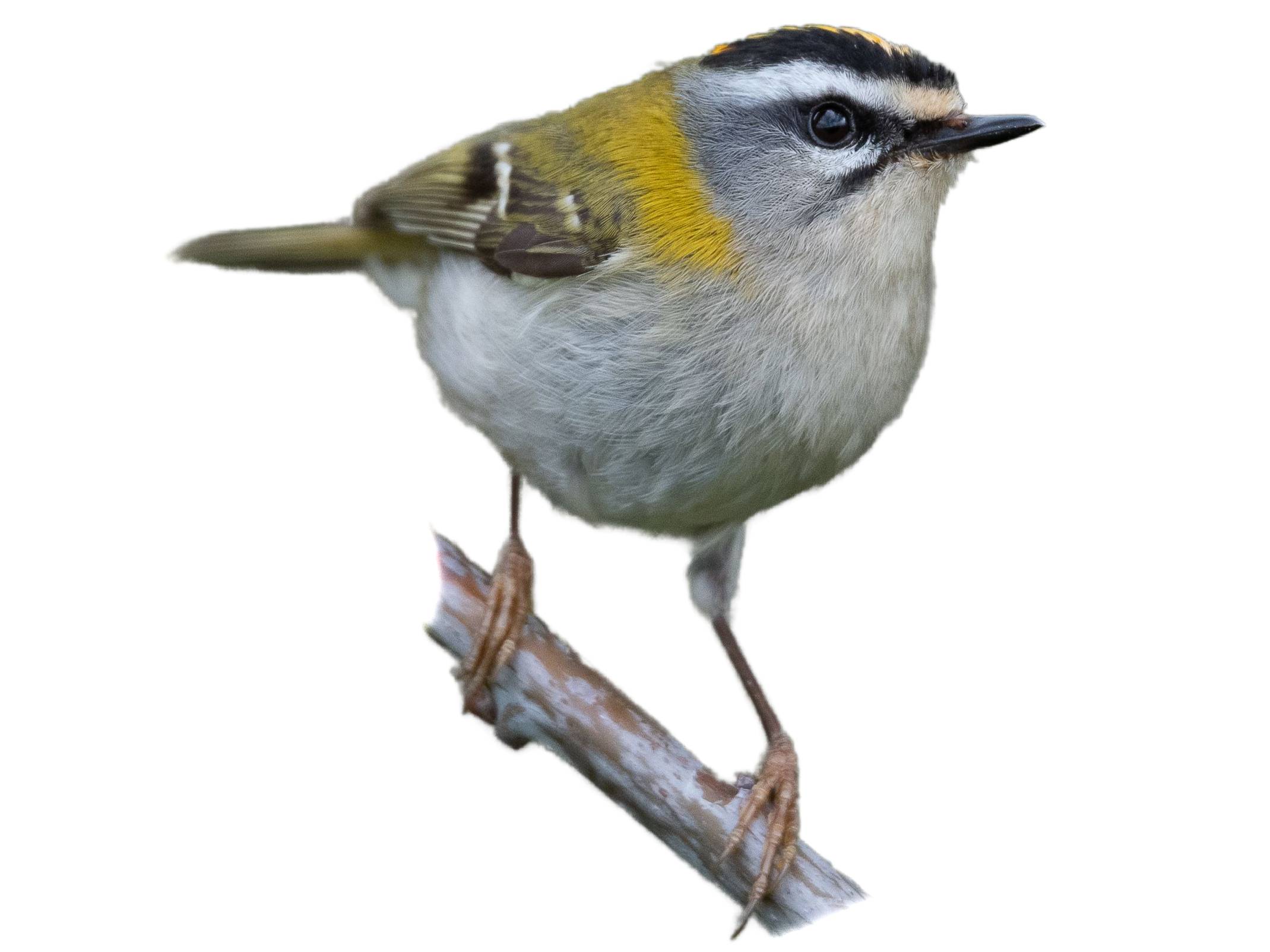 A photo of a Common Firecrest (Regulus ignicapilla)