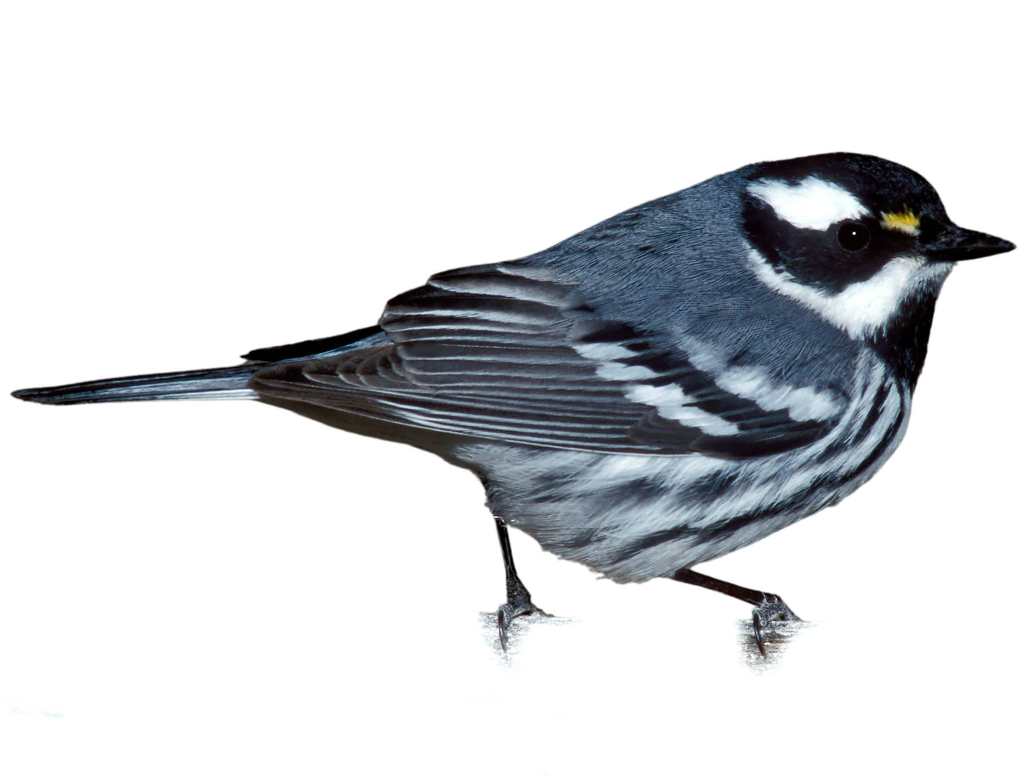 A photo of a Black-throated Grey Warbler (Setophaga nigrescens), male