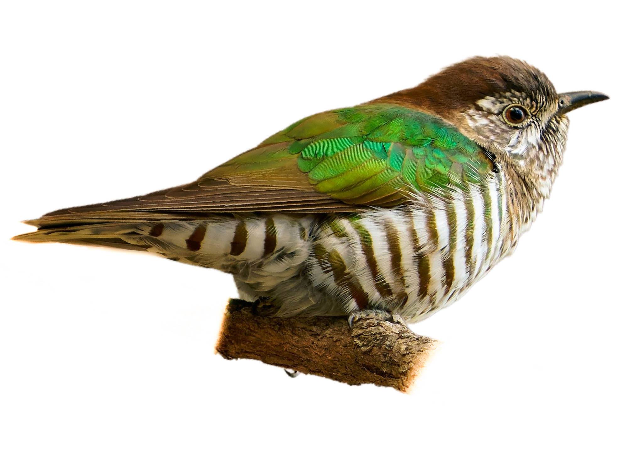 A photo of a Shining Bronze Cuckoo (Chrysococcyx lucidus)