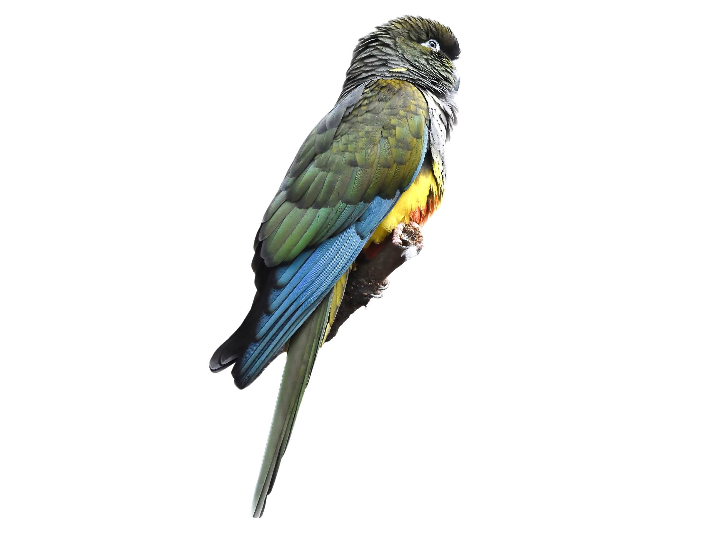 A photo of a Burrowing Parrot (Cyanoliseus patagonus)