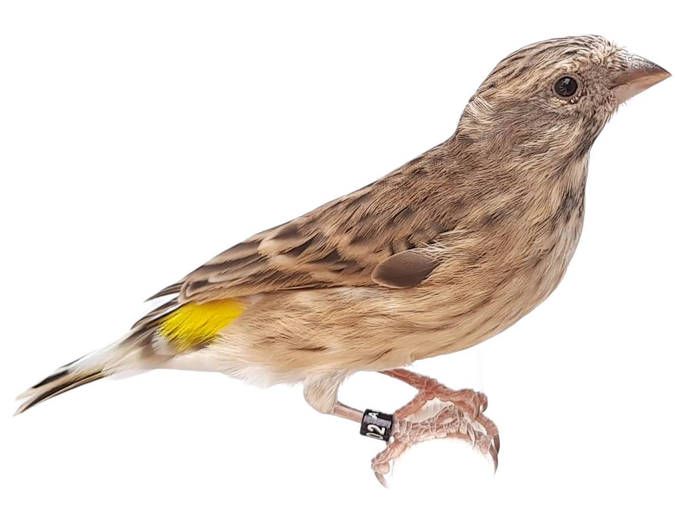 A photo of a Black-throated Canary (Crithagra atrogularis)