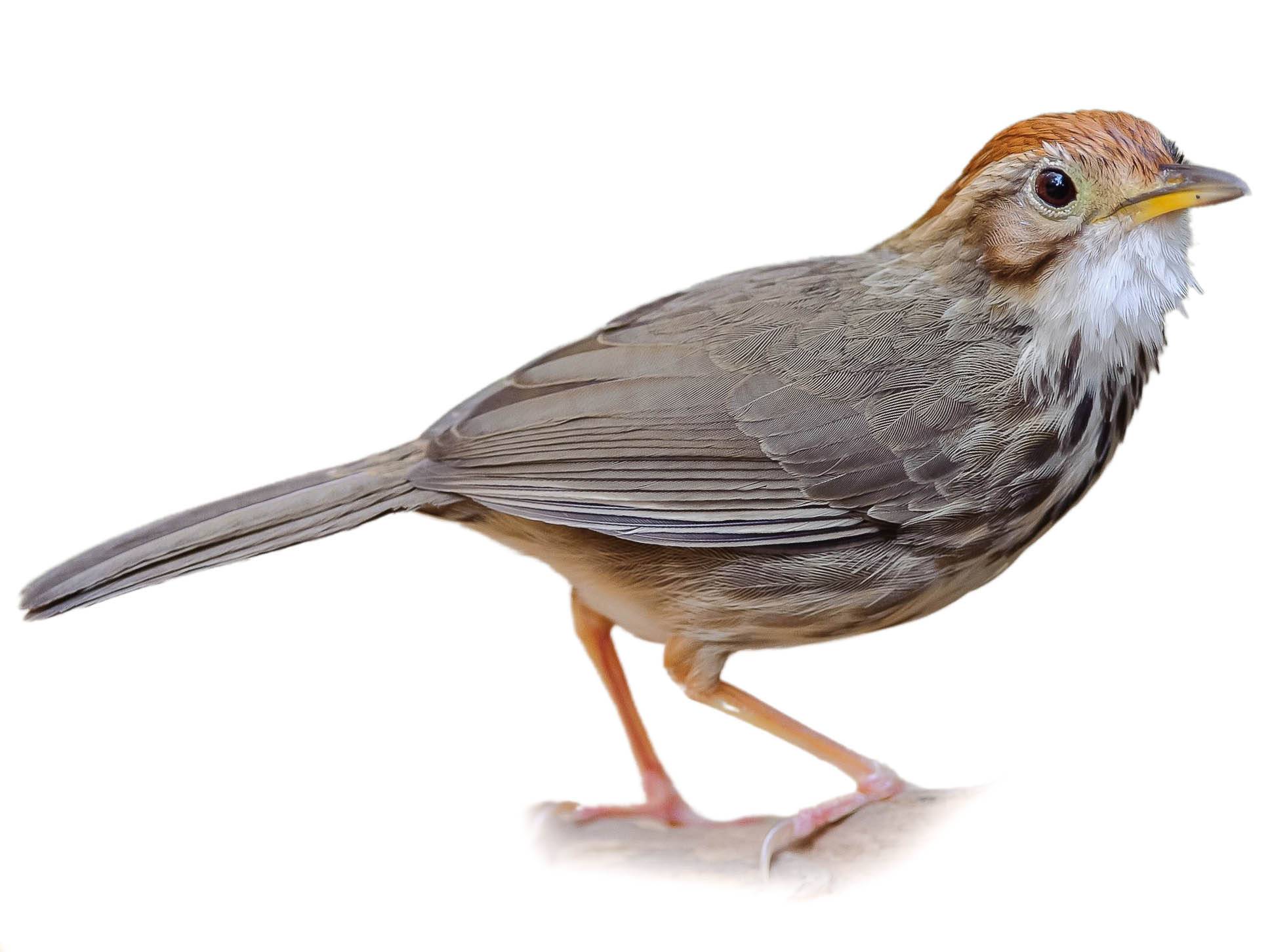 A photo of a Puff-throated Babbler (Pellorneum ruficeps)