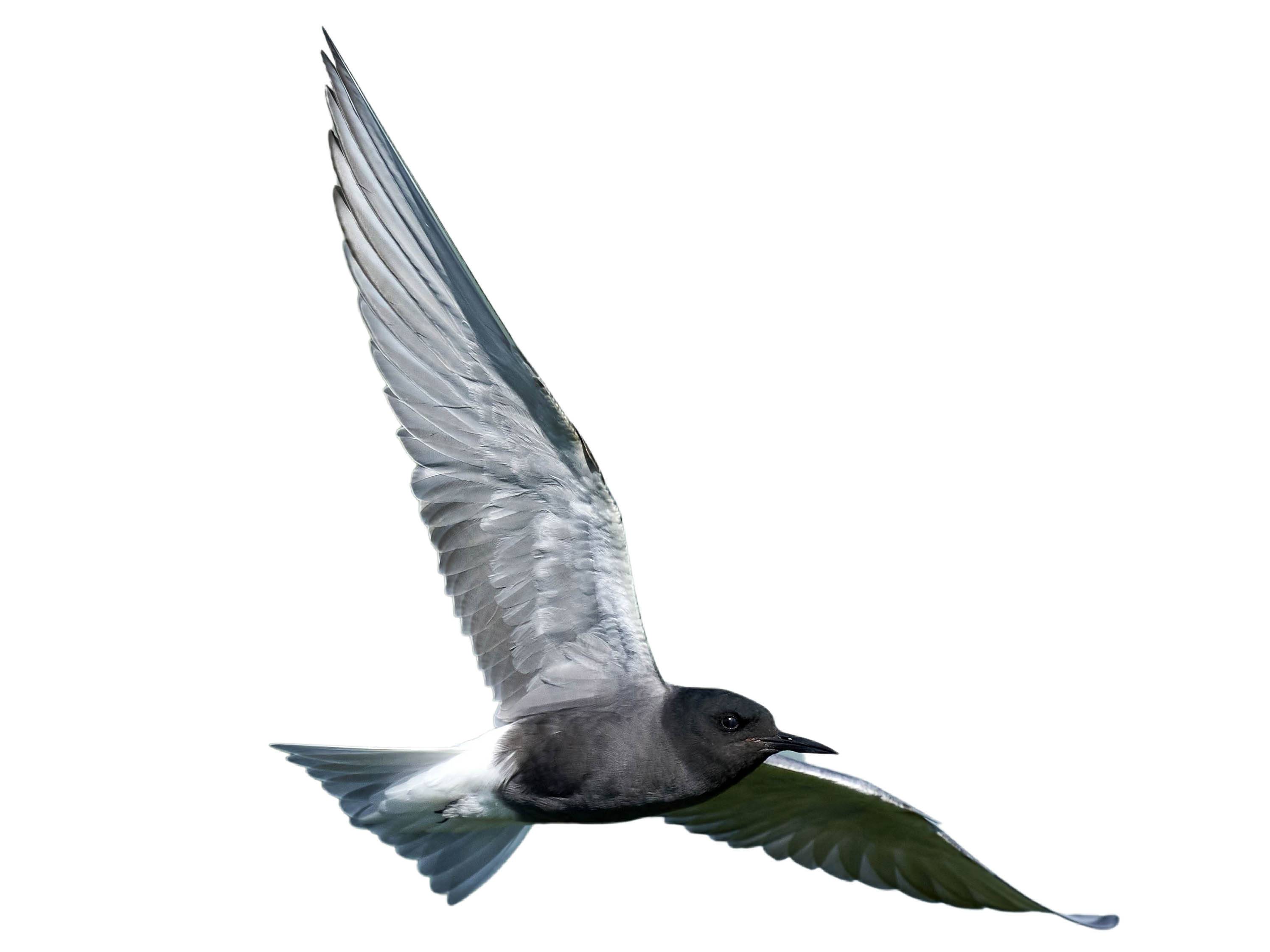 A photo of a Black Tern (Chlidonias niger)