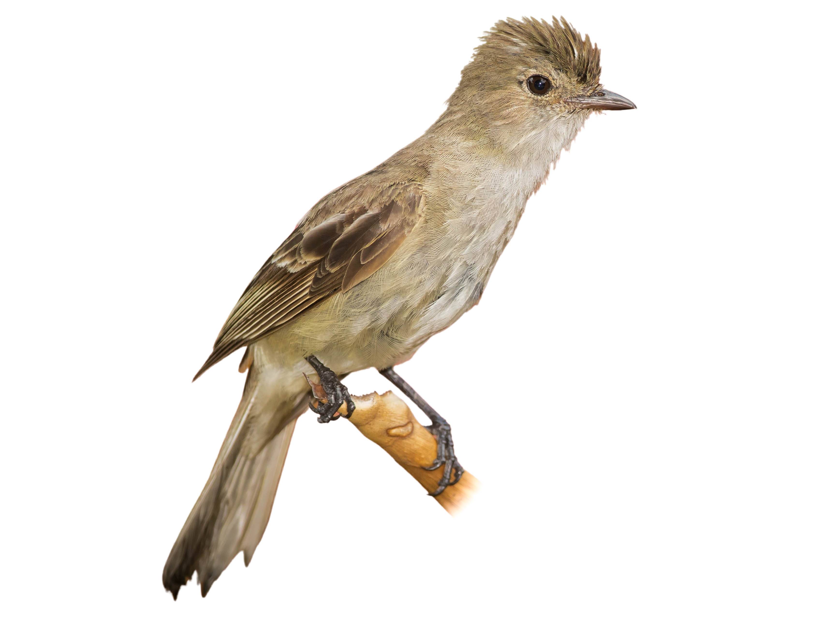 A photo of a Caribbean Elaenia (Elaenia martinica)