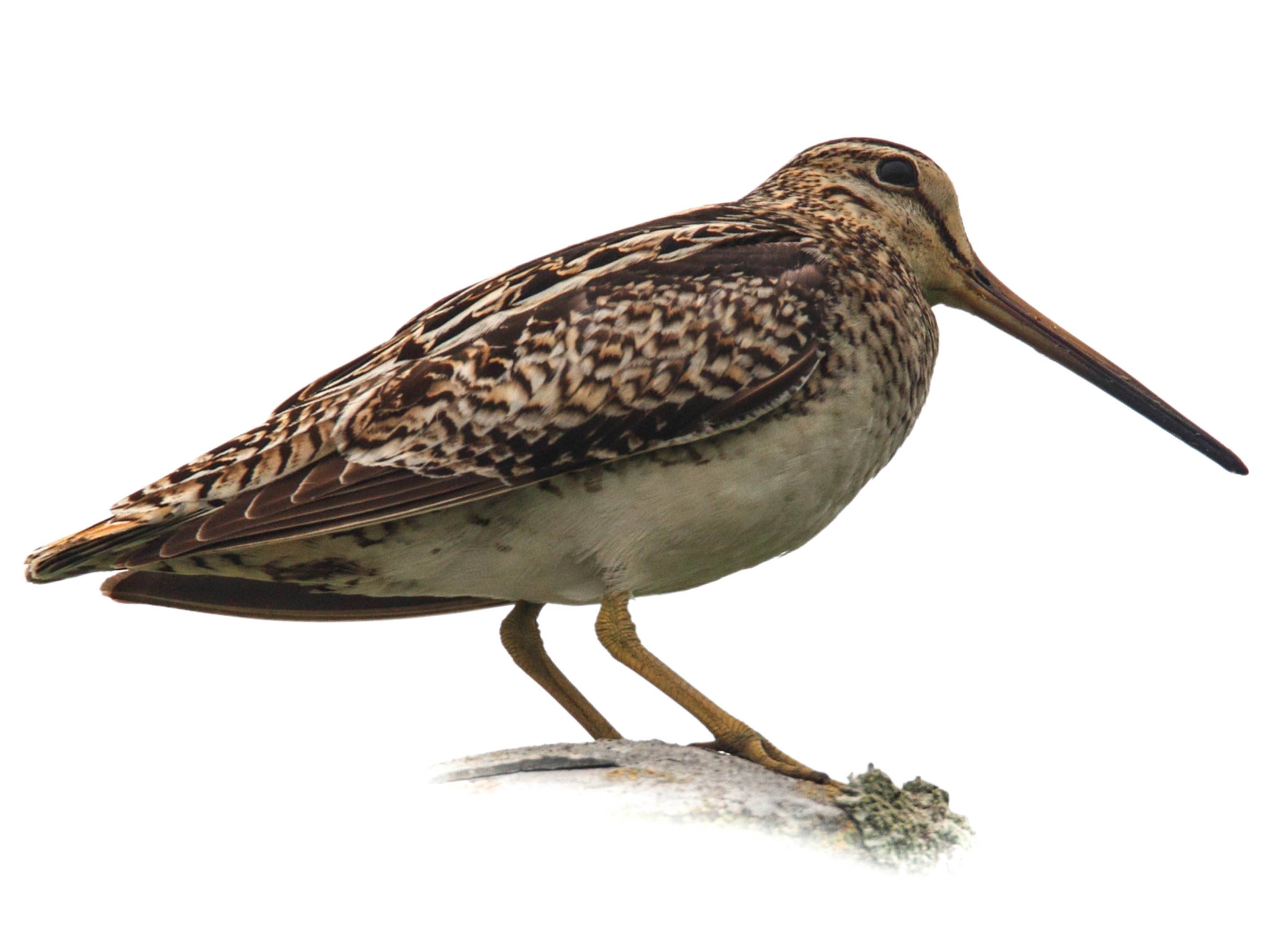 A photo of a Latham's Snipe (Gallinago hardwickii)