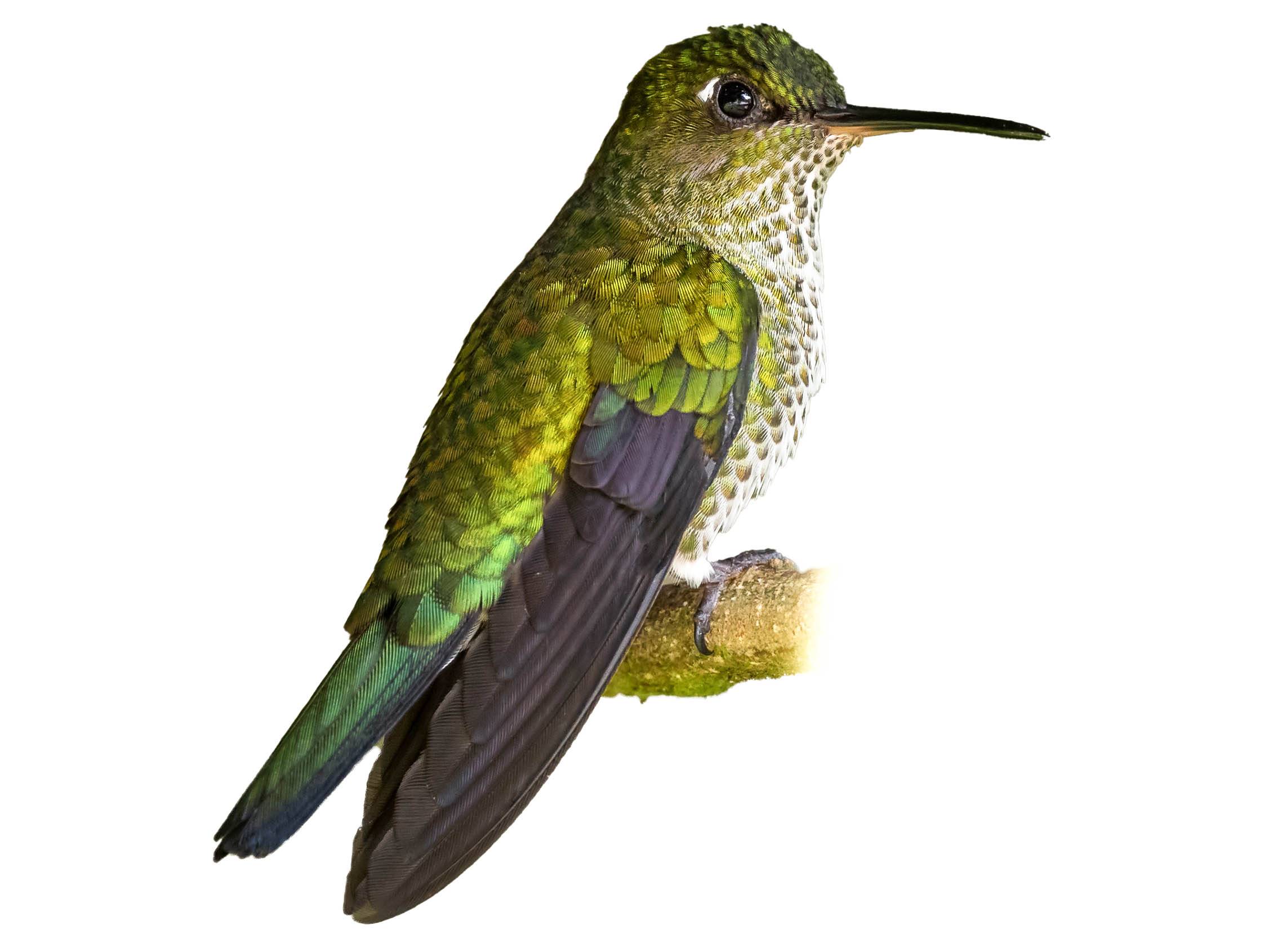 A photo of a Many-spotted Hummingbird (Taphrospilus hypostictus)