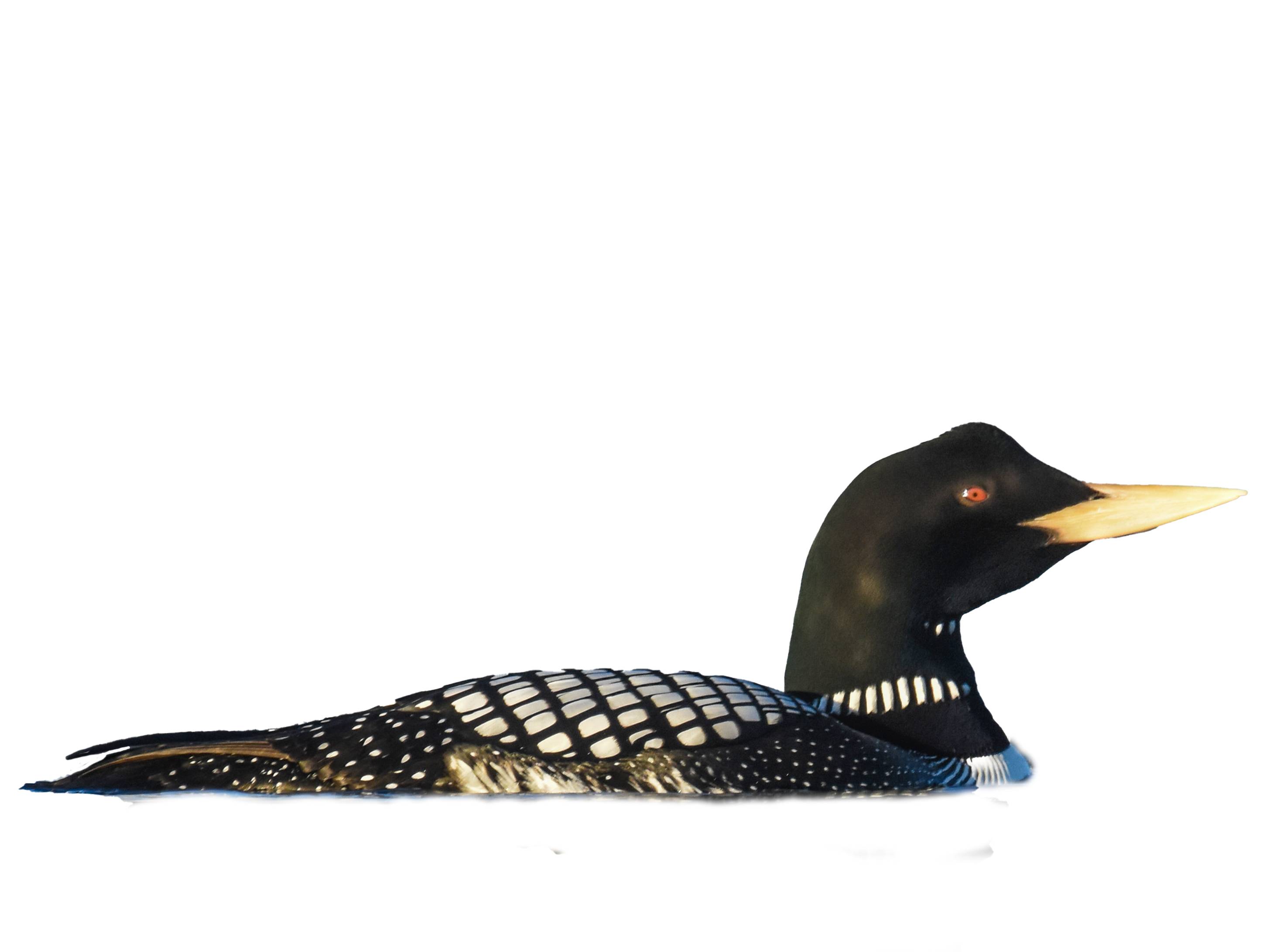 A photo of a Yellow-billed Loon (Gavia adamsii)