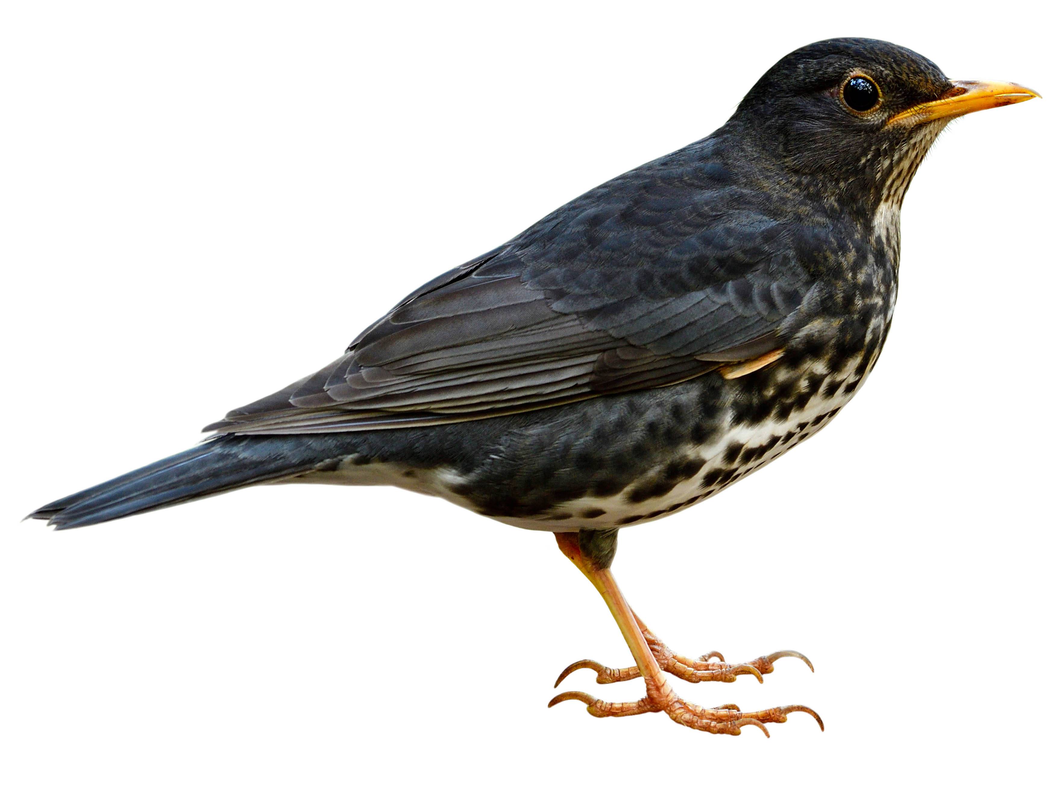 A photo of a Japanese Thrush (Turdus cardis), male