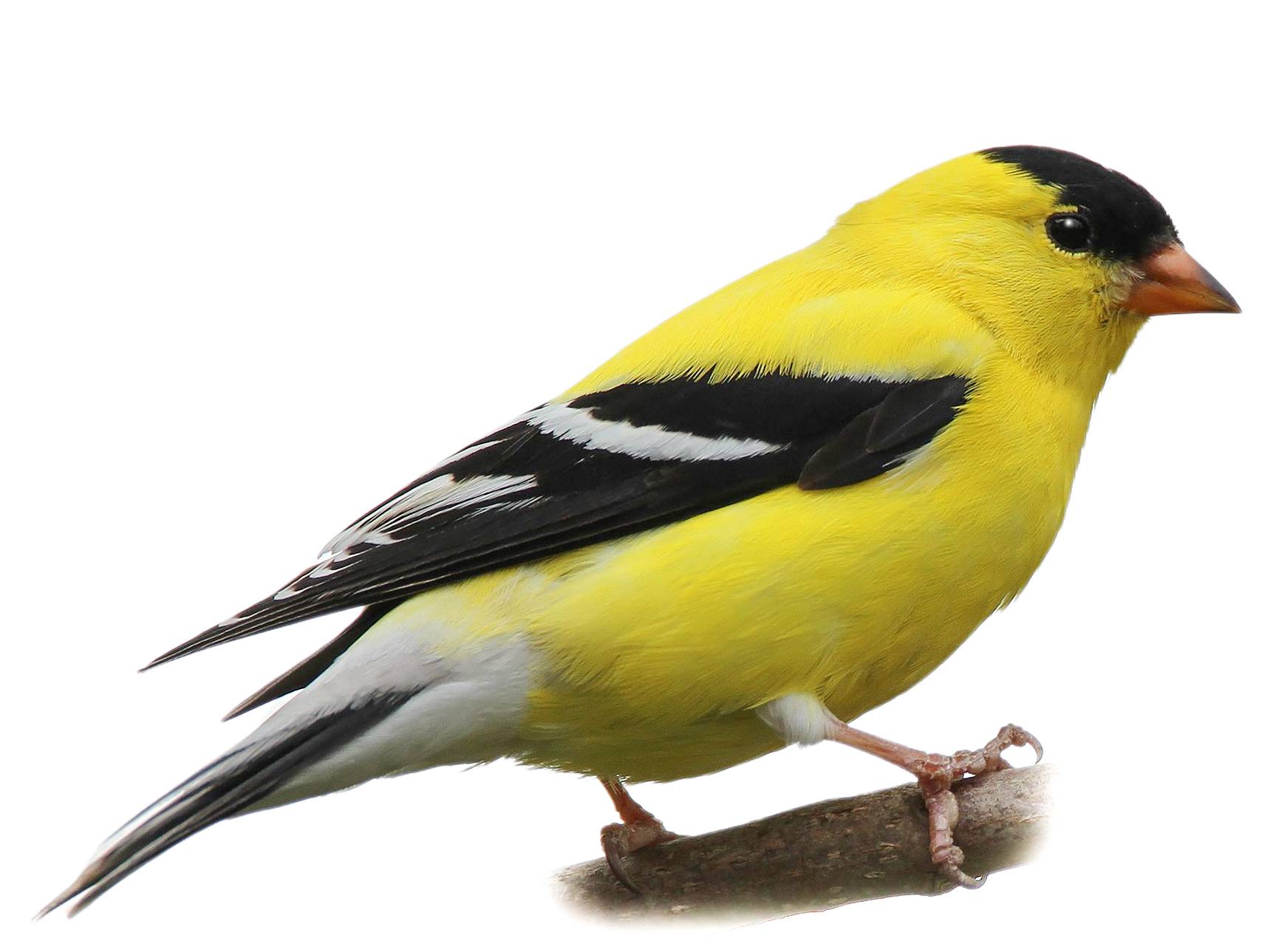 A photo of a American Goldfinch (Spinus tristis), male