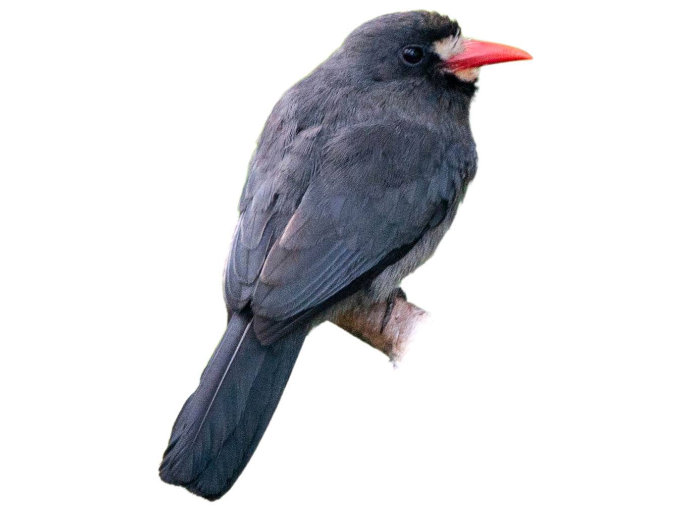 A photo of a White-fronted Nunbird (Monasa morphoeus)