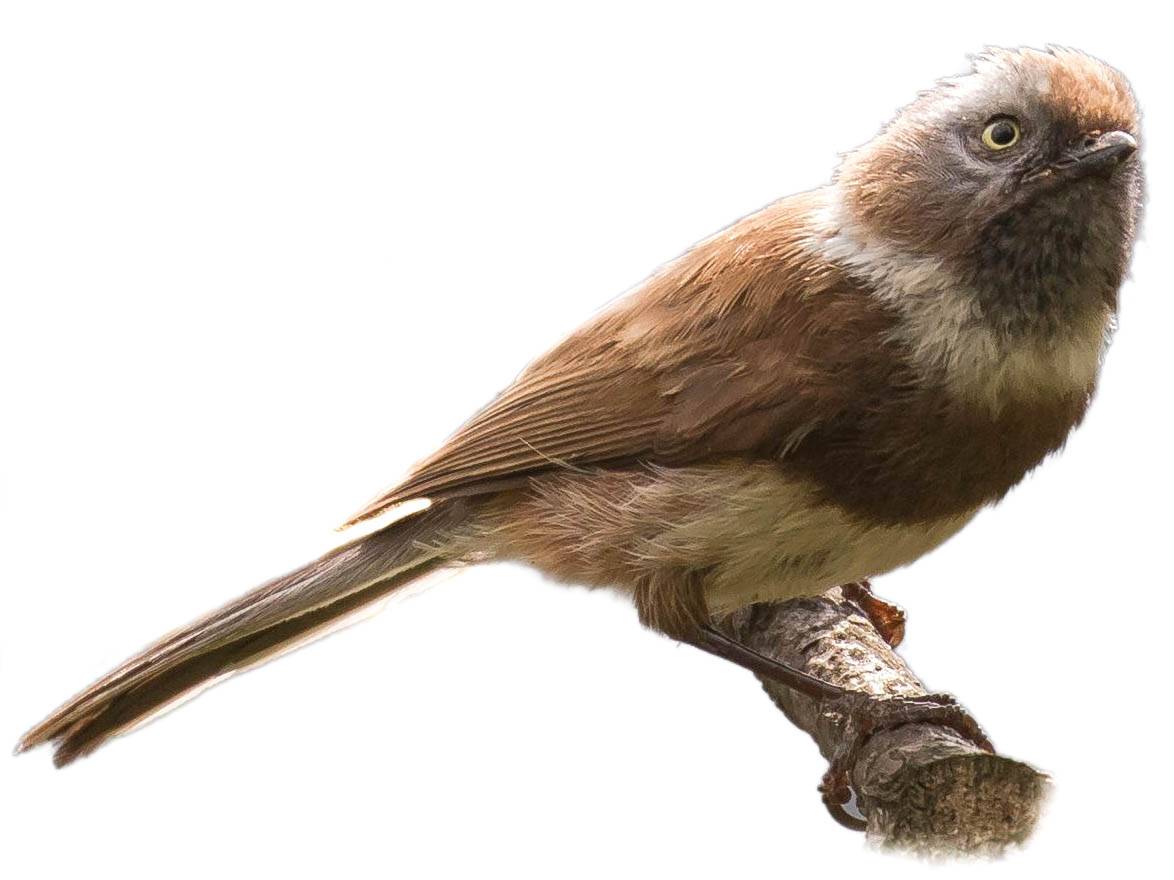 A photo of a Sooty Bushtit (Aegithalos fuliginosus)