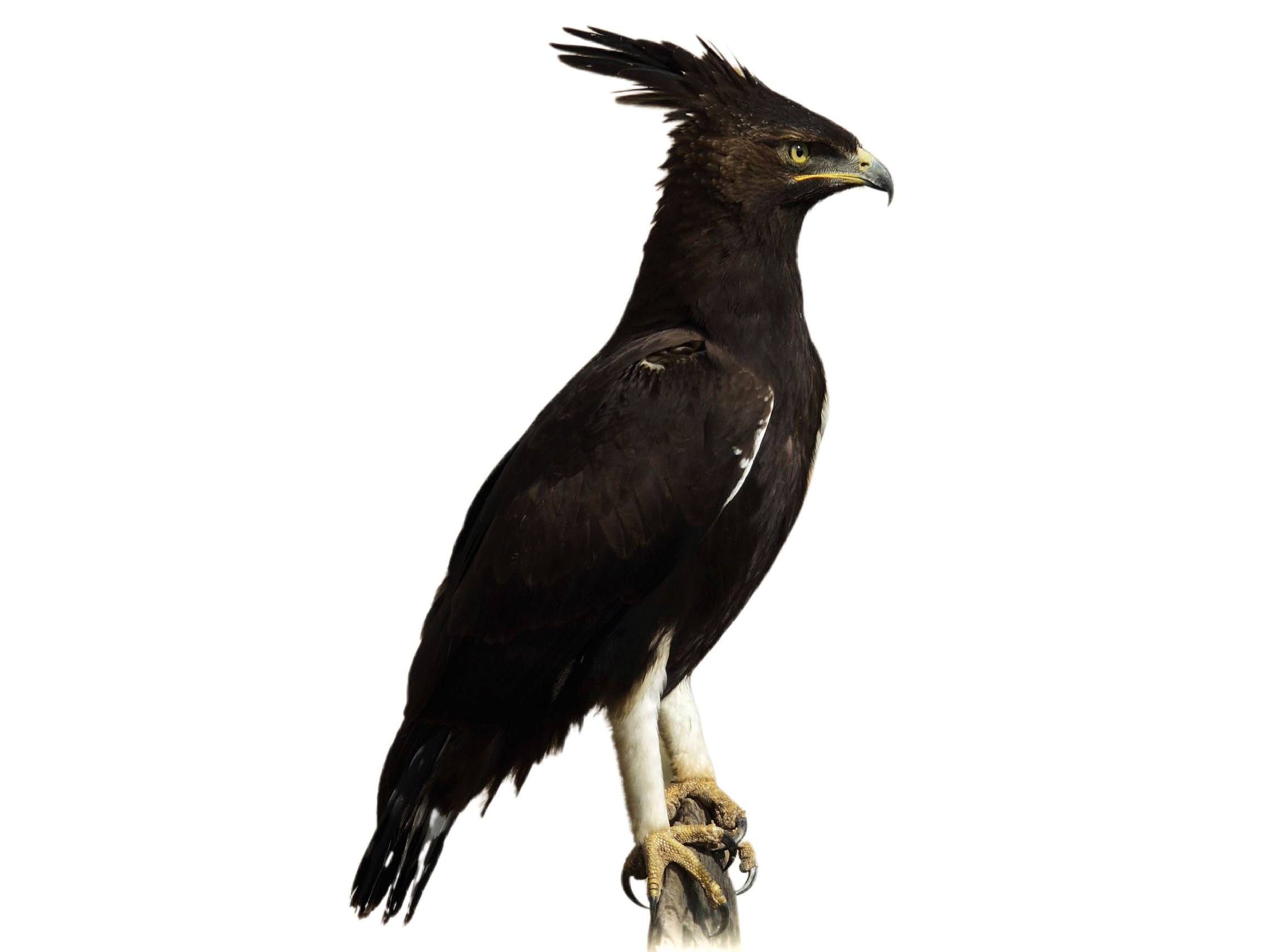 A photo of a Long-crested Eagle (Lophaetus occipitalis), male