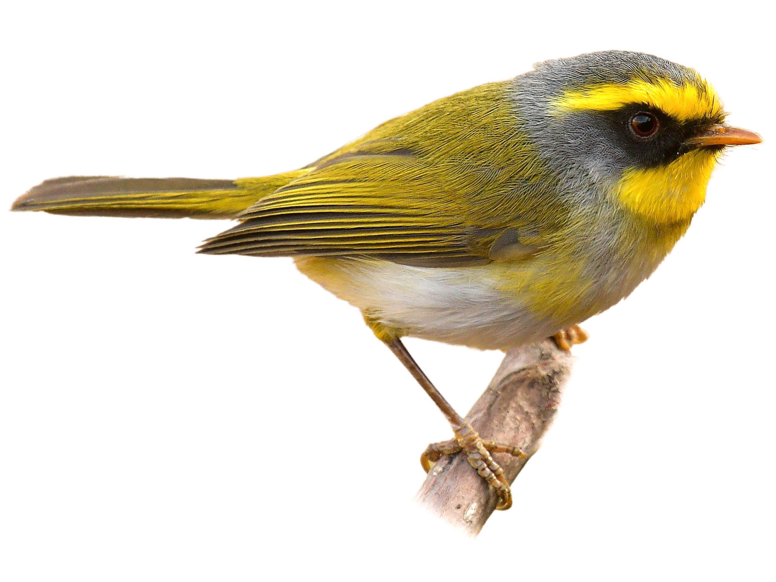 A photo of a Black-faced Warbler (Abroscopus schisticeps)