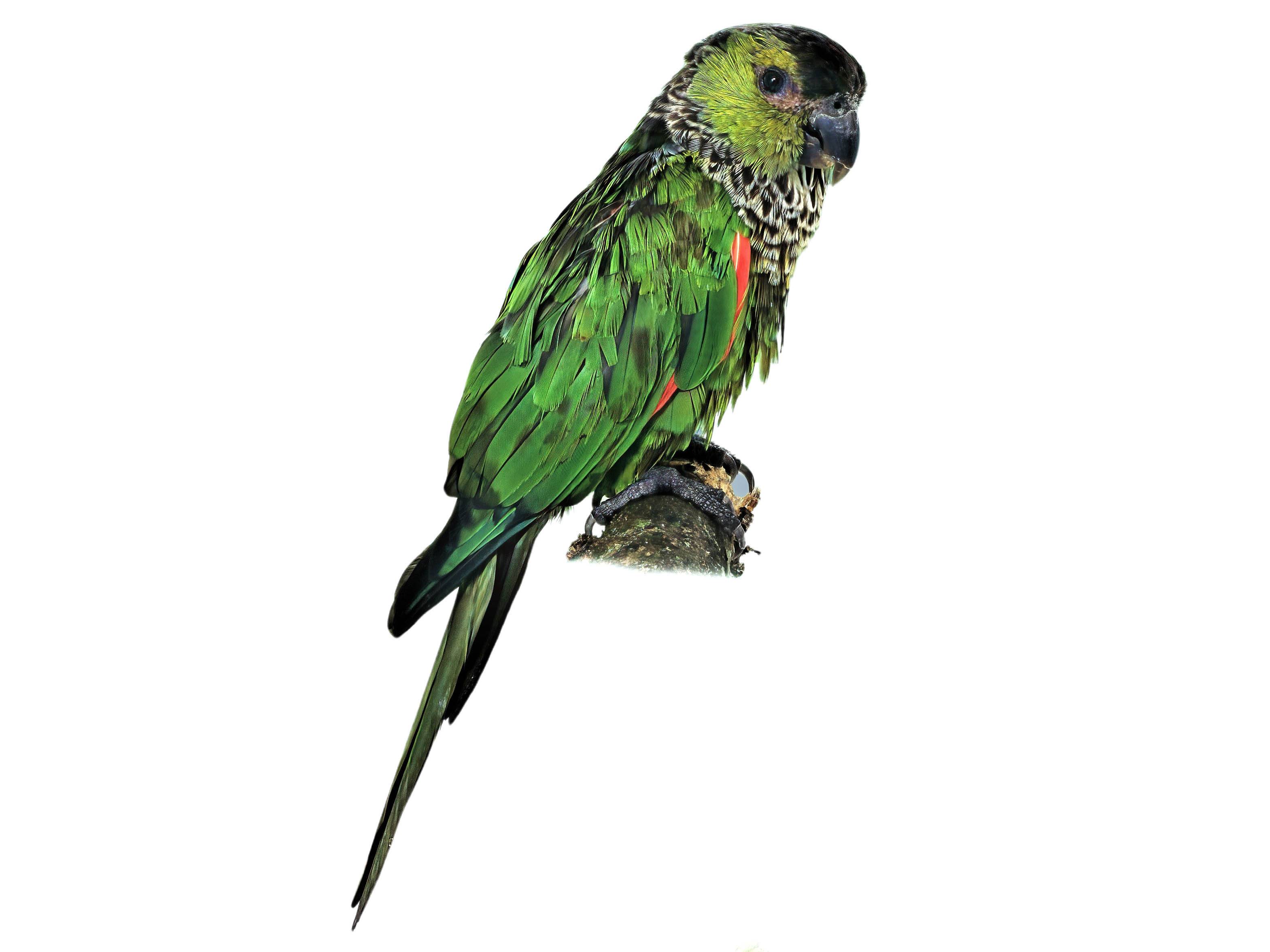 A photo of a Black-capped Parakeet (Pyrrhura rupicola)