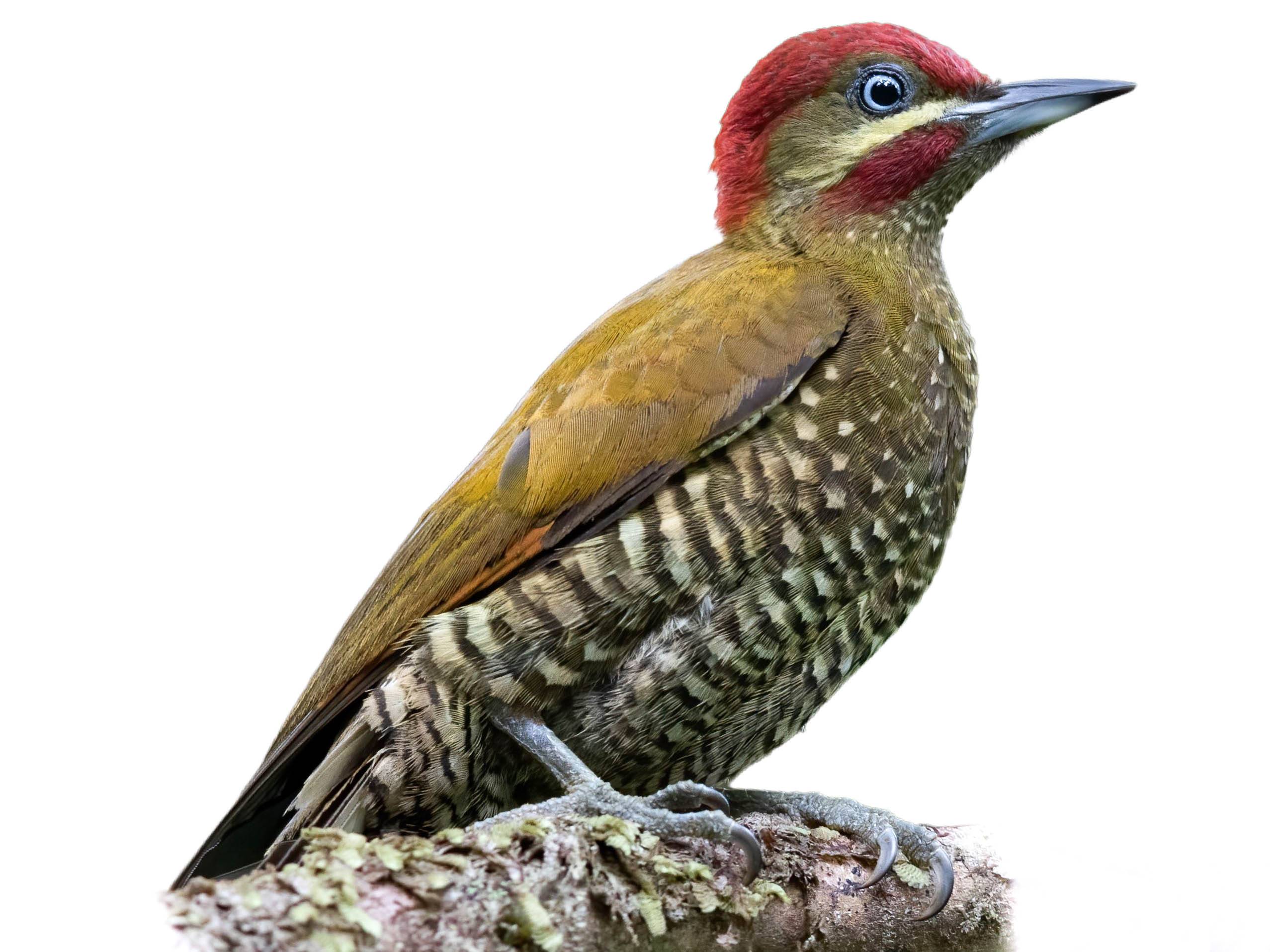 A photo of a Stripe-cheeked Woodpecker (Piculus callopterus), male