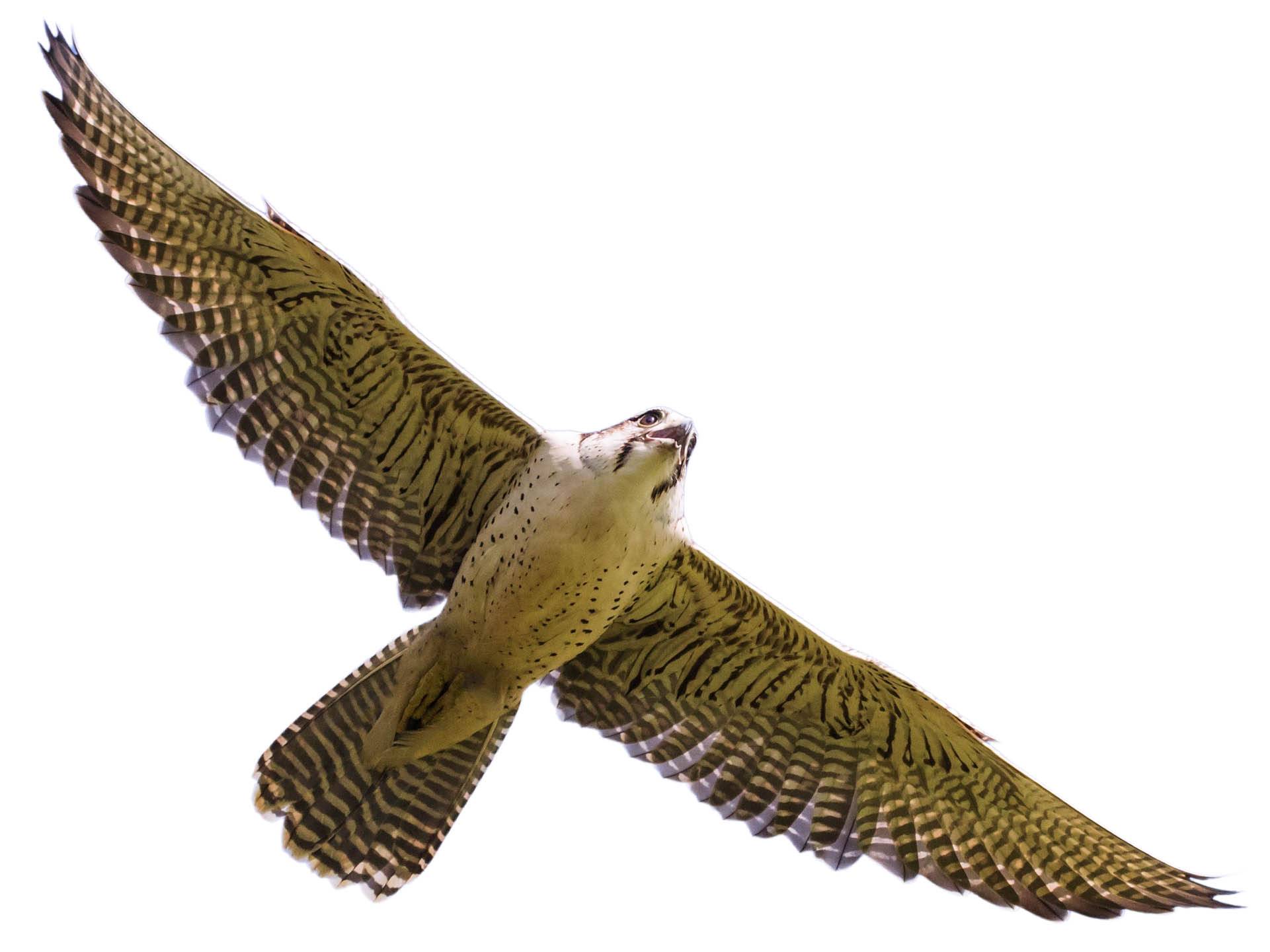 A photo of a Lanner Falcon (Falco biarmicus)