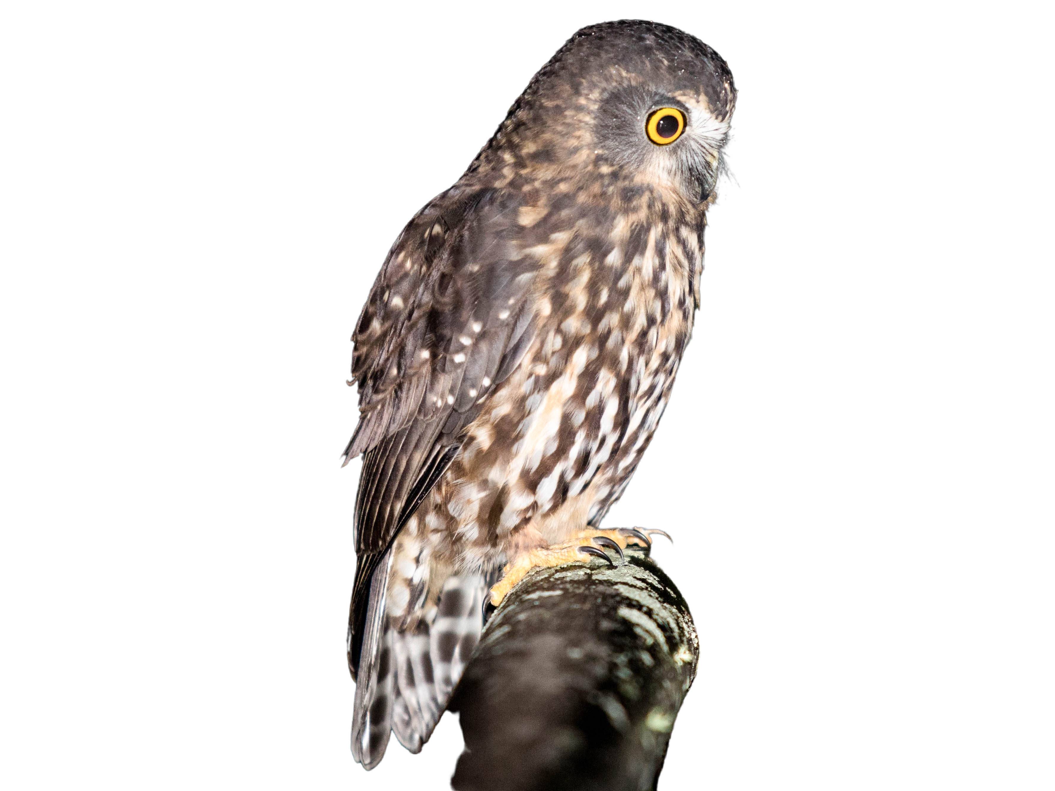 A photo of a Morepork (Ninox novaeseelandiae)