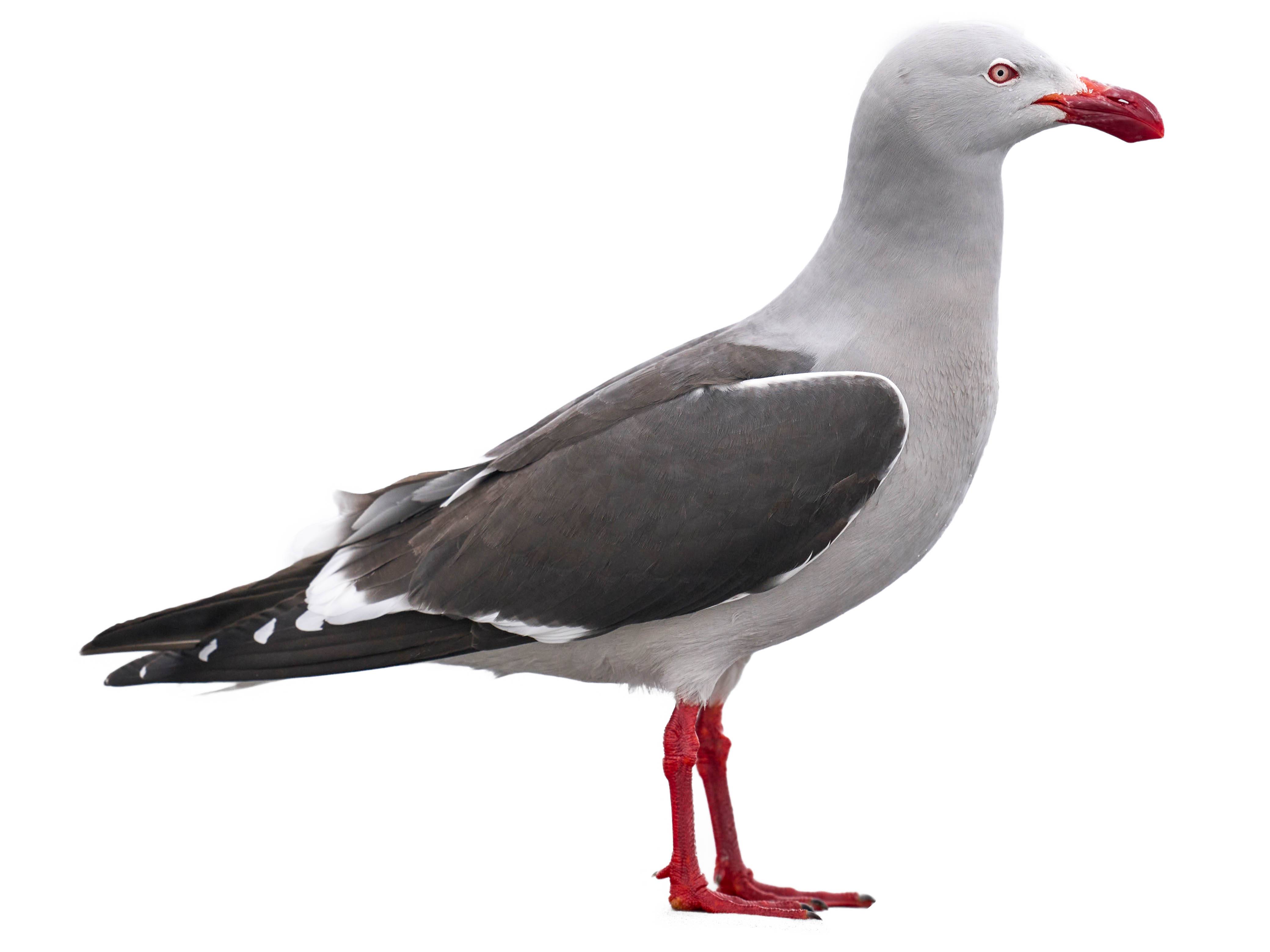 A photo of a Dolphin Gull (Leucophaeus scoresbii)