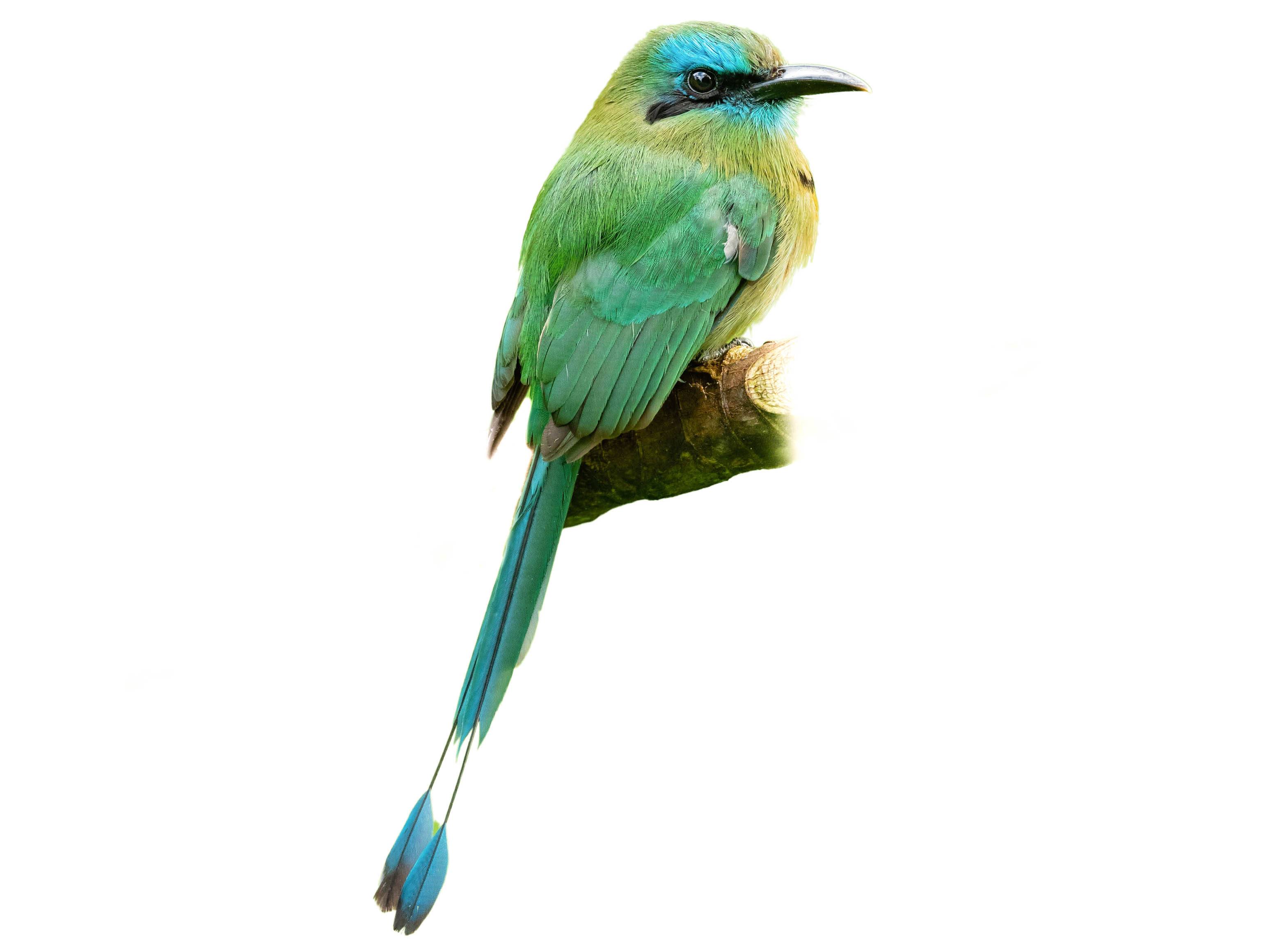 A photo of a Keel-billed Motmot (Electron carinatum)