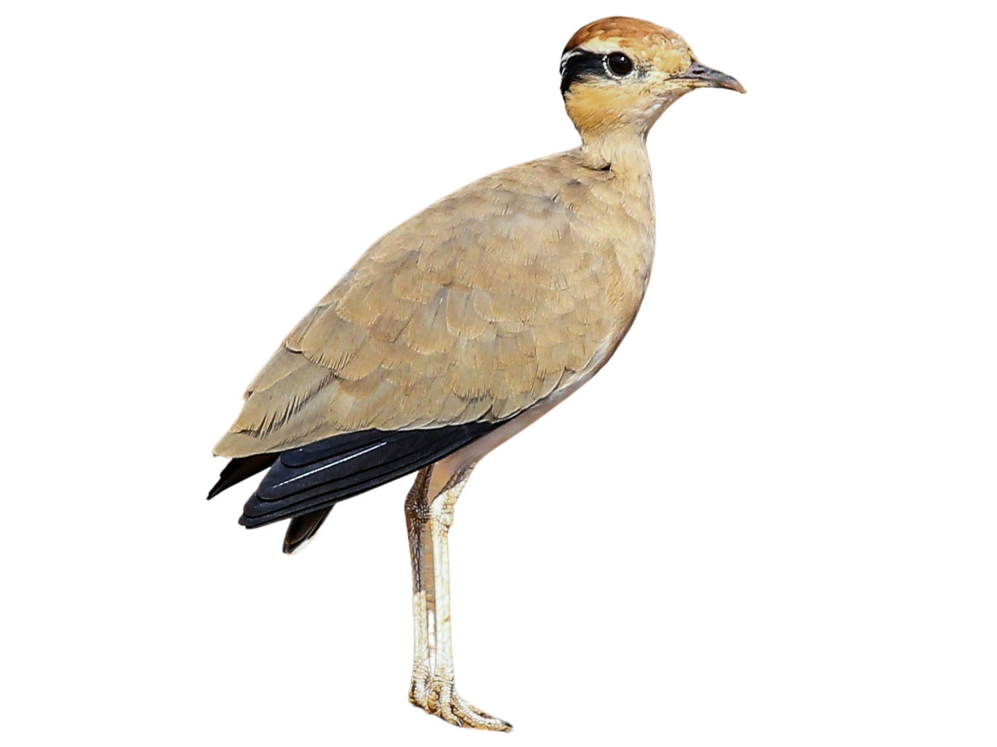 A photo of a Temminck's Courser (Cursorius temminckii)