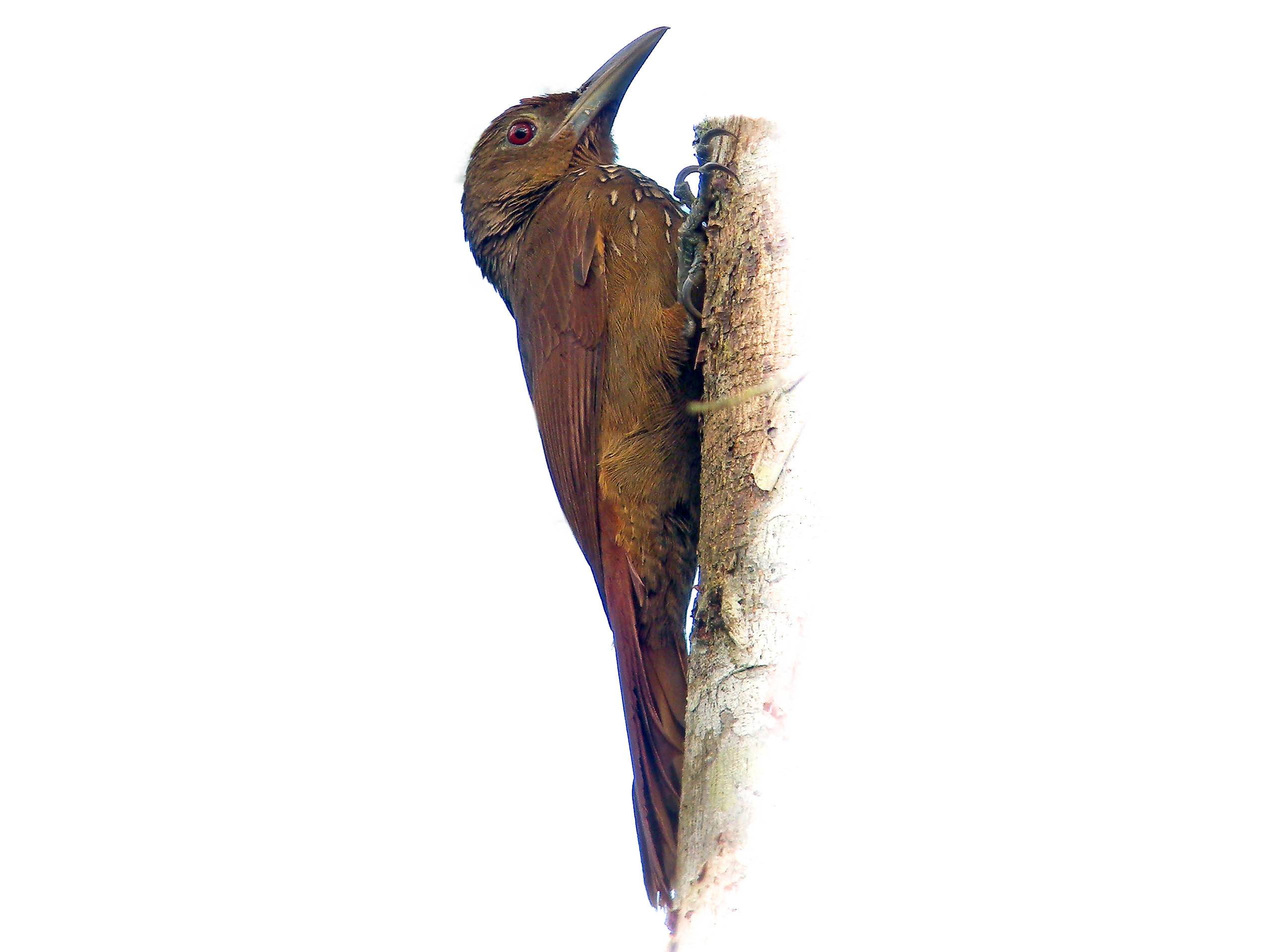 A photo of a Cinnamon-throated Woodcreeper (Dendrexetastes rufigula)