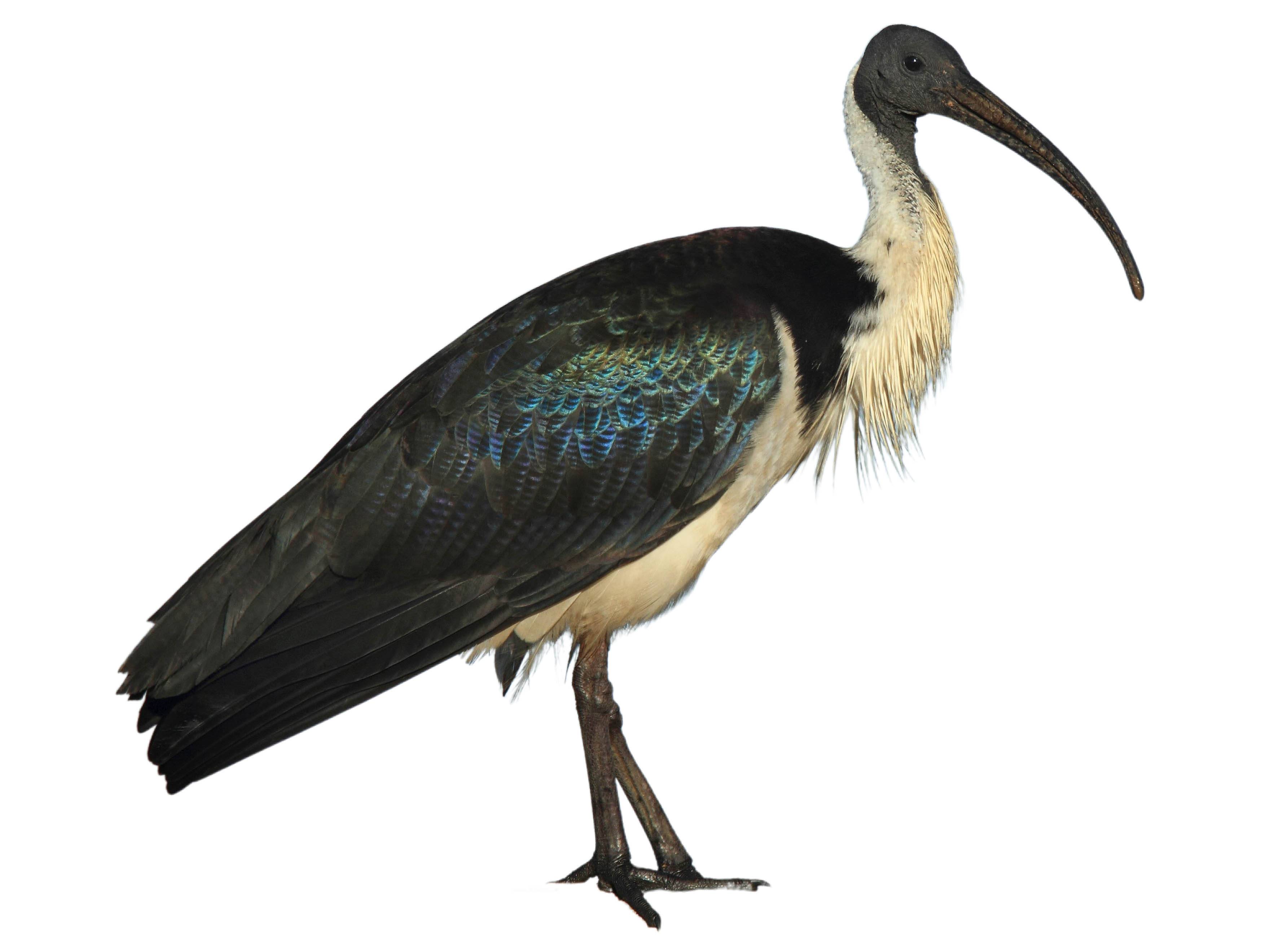 A photo of a Straw-necked Ibis (Threskiornis spinicollis)