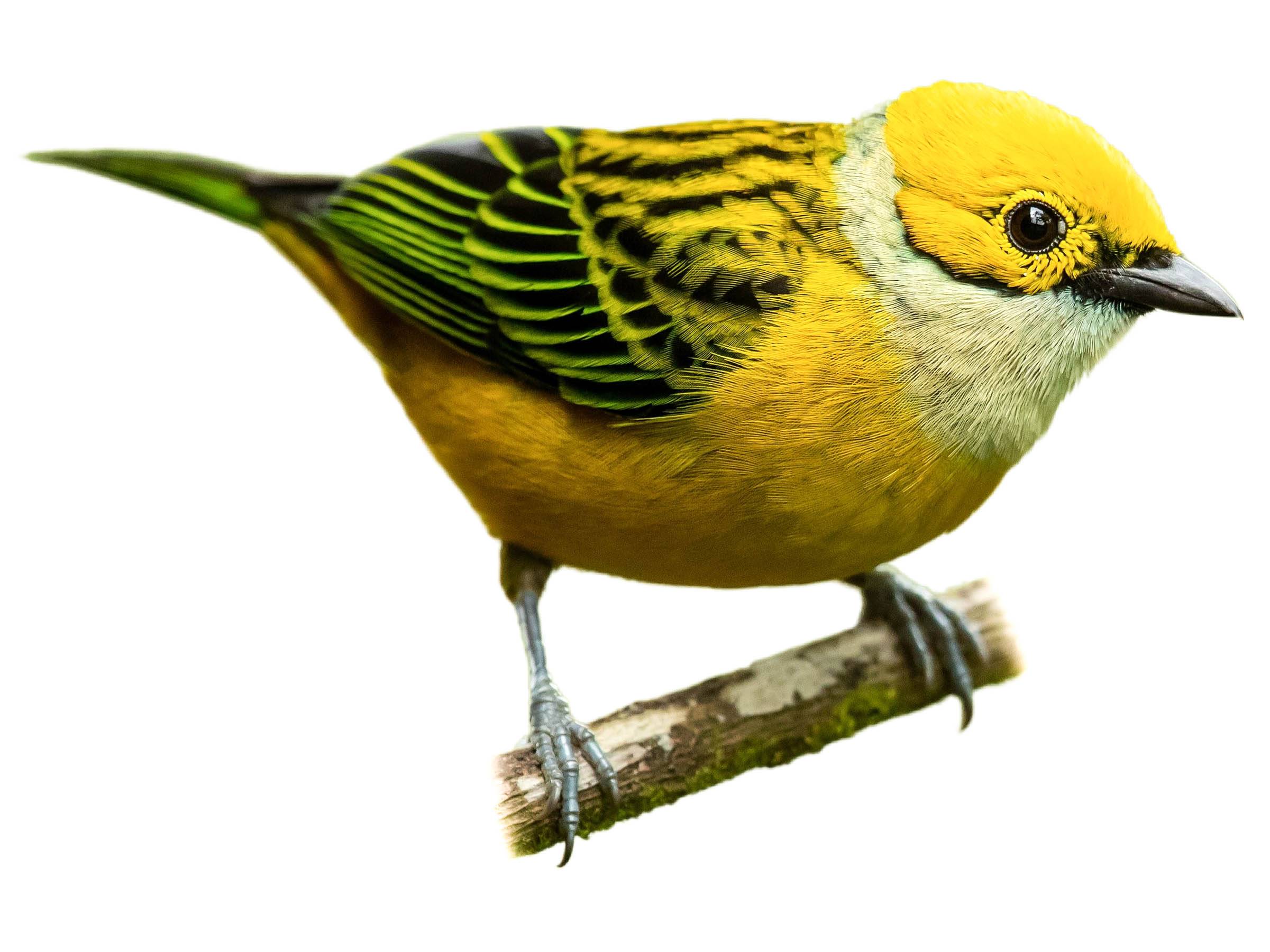 A photo of a Silver-throated Tanager (Tangara icterocephala)